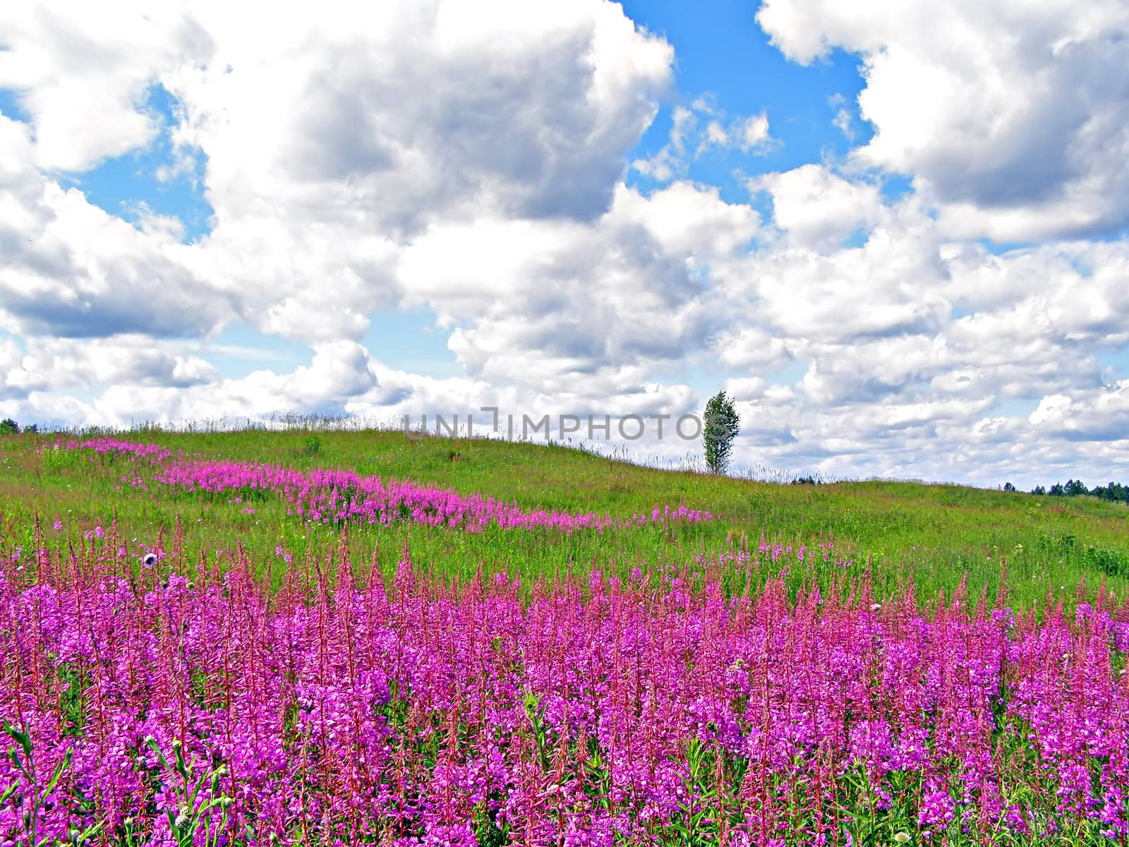 lilac flowers on field