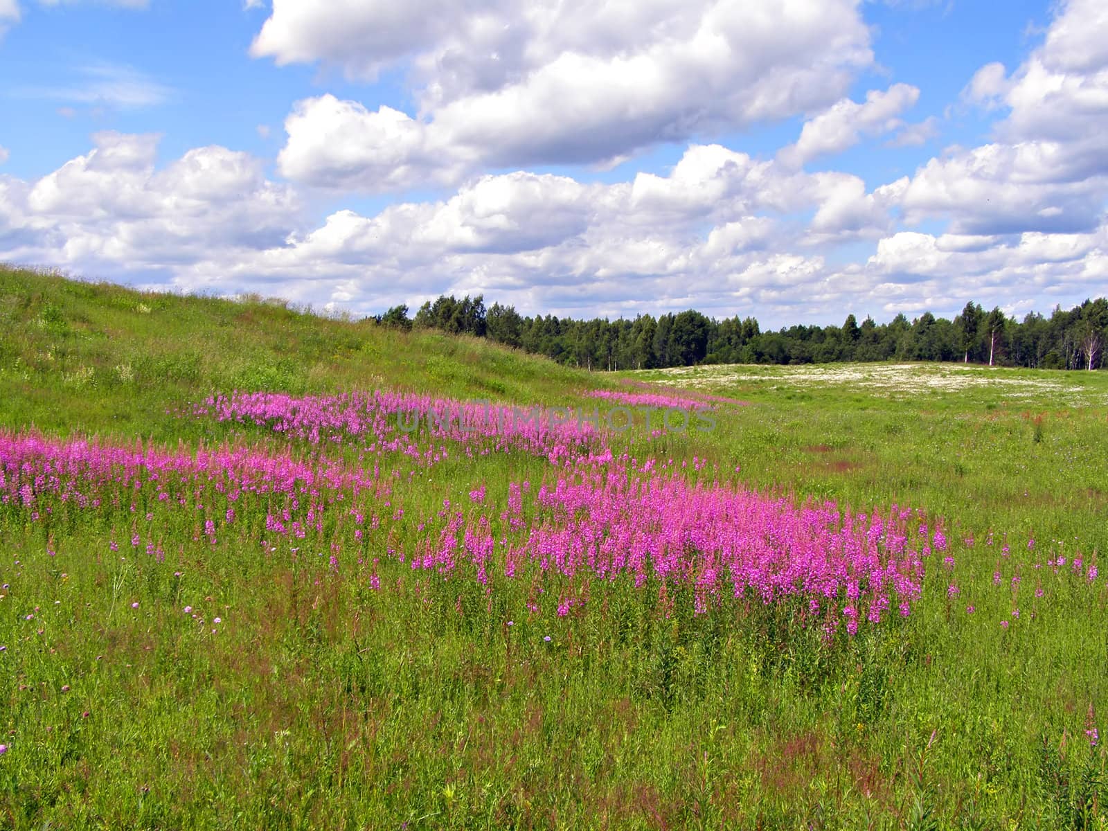 lilac flowers on field