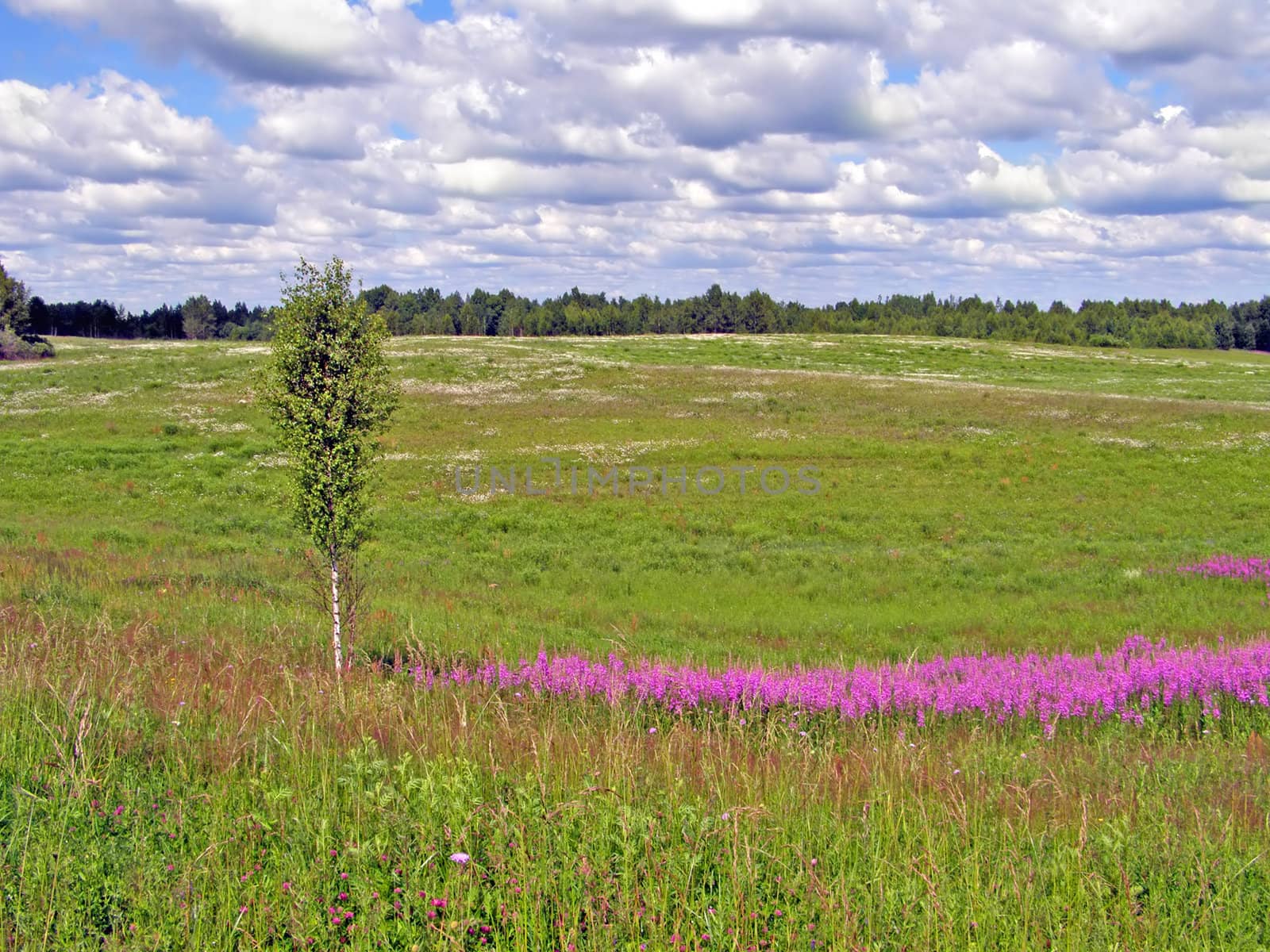 lilac flowers on field