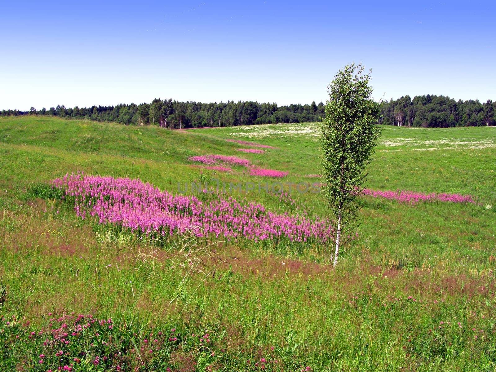 lilac flowers on field