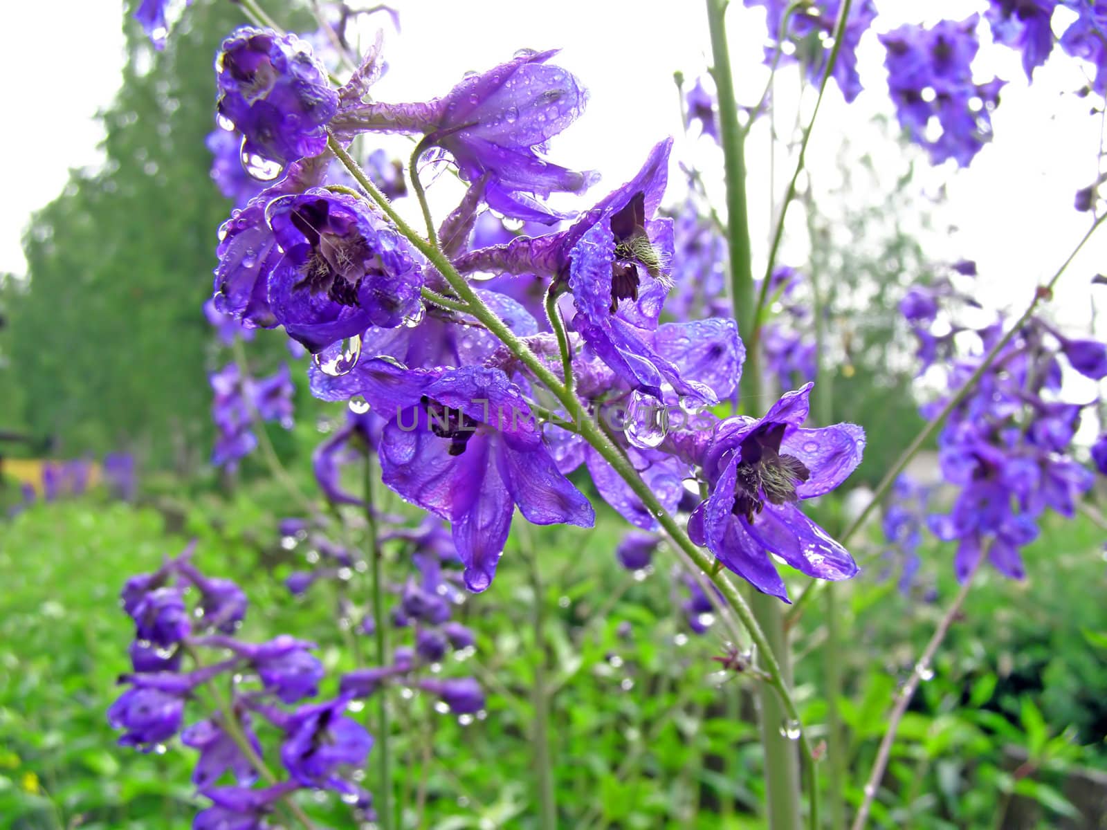 blue flower in garden