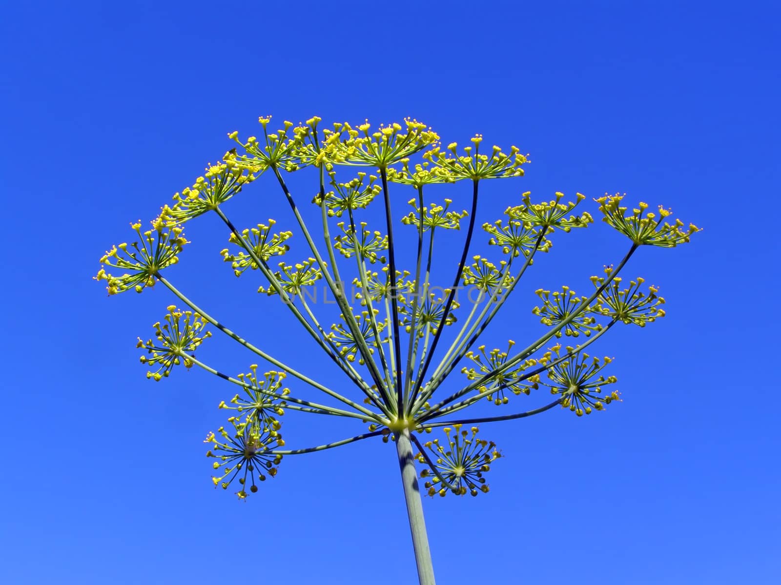 dill on blue background