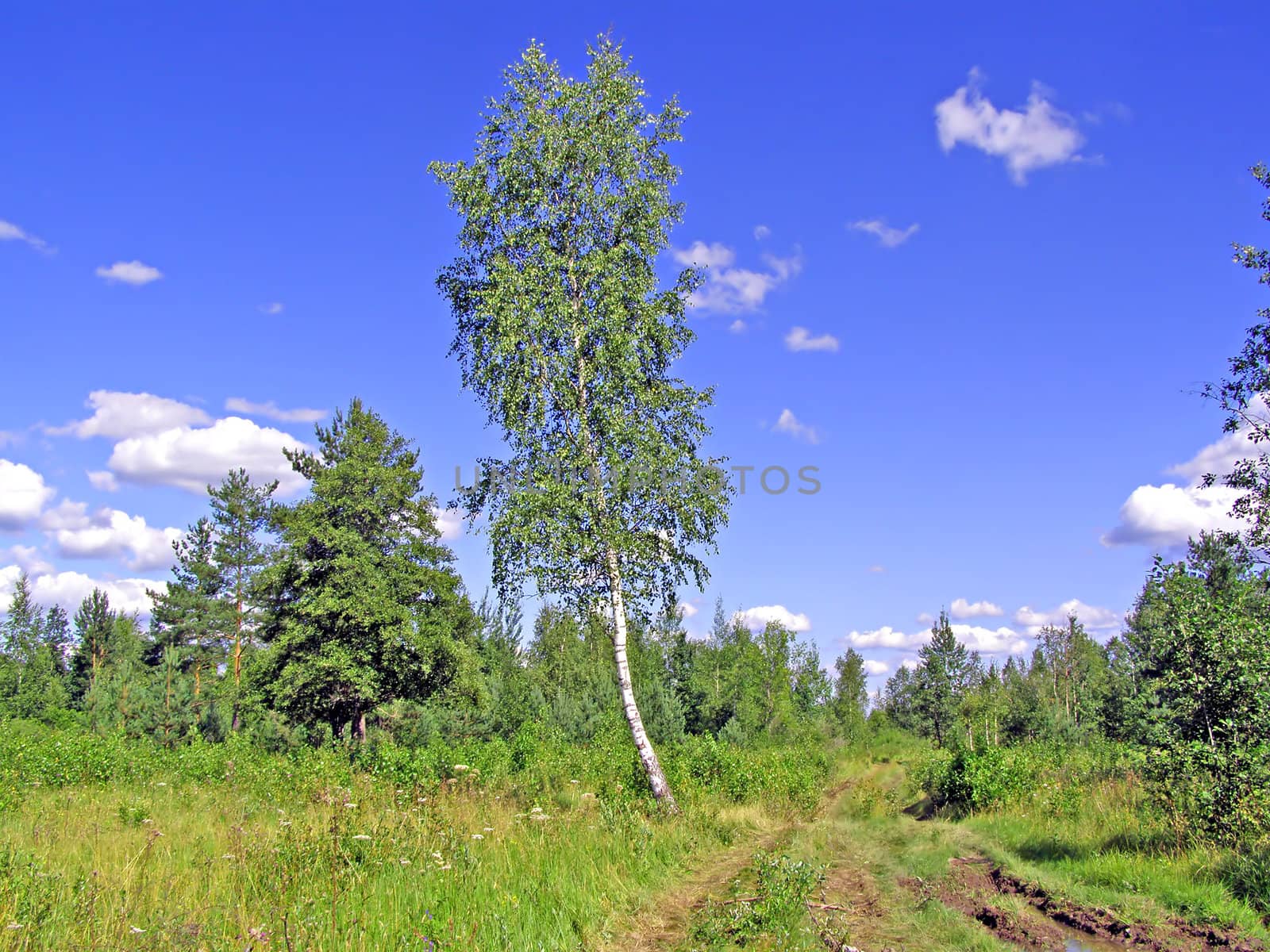 birch on background blue sky