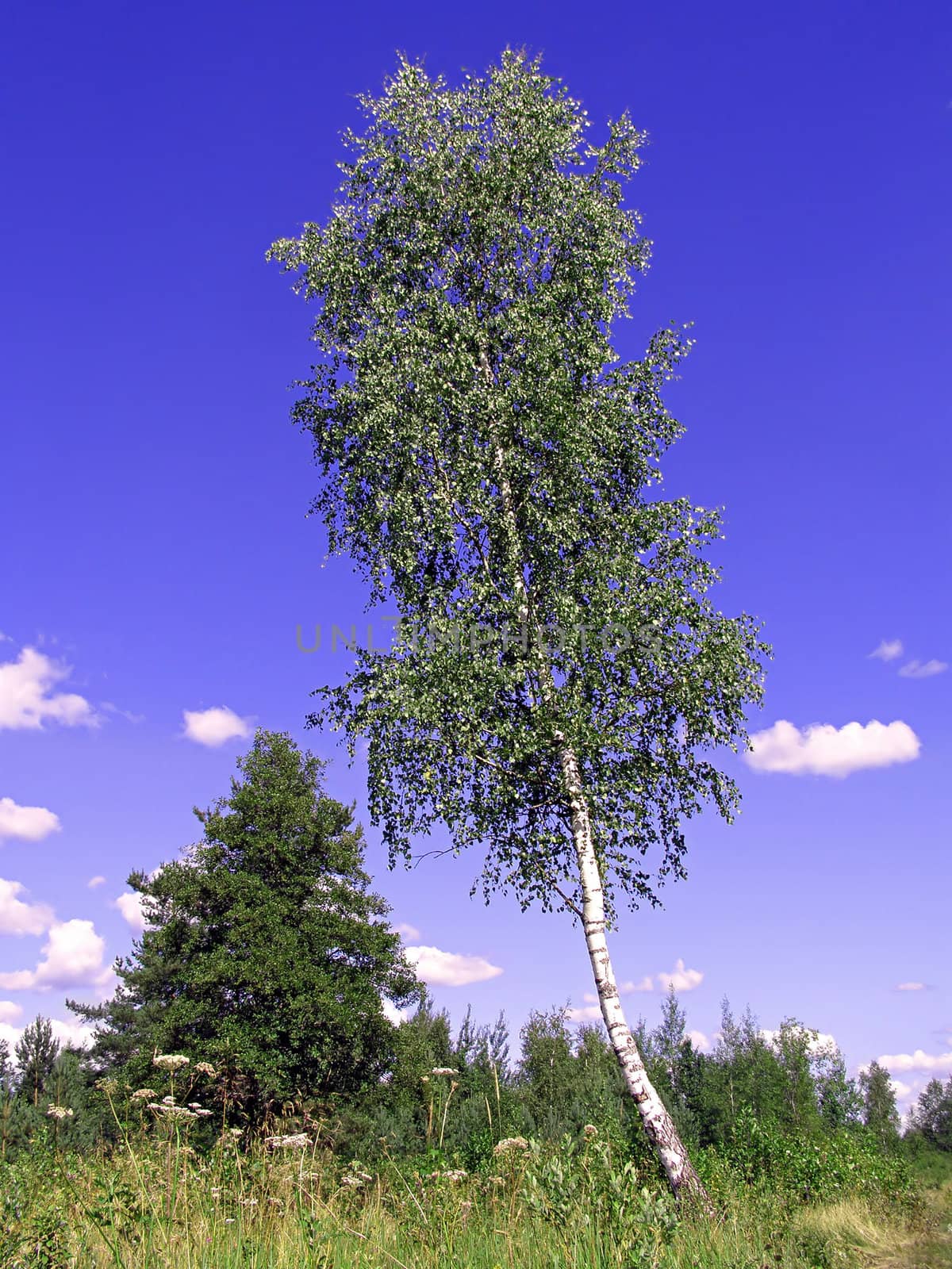 birch on background blue sky