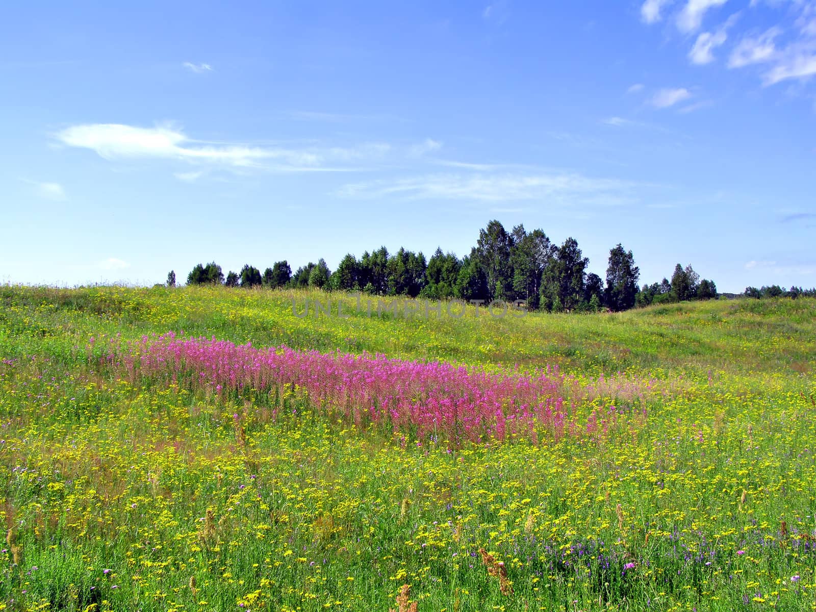 lilac flowers on field