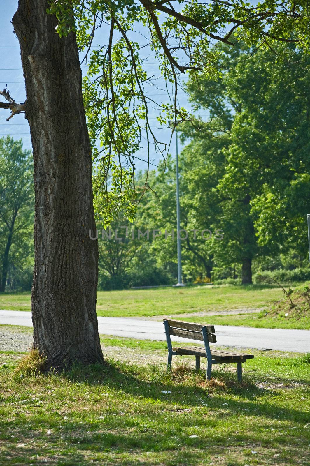 Lonely bench underneath tree in public park