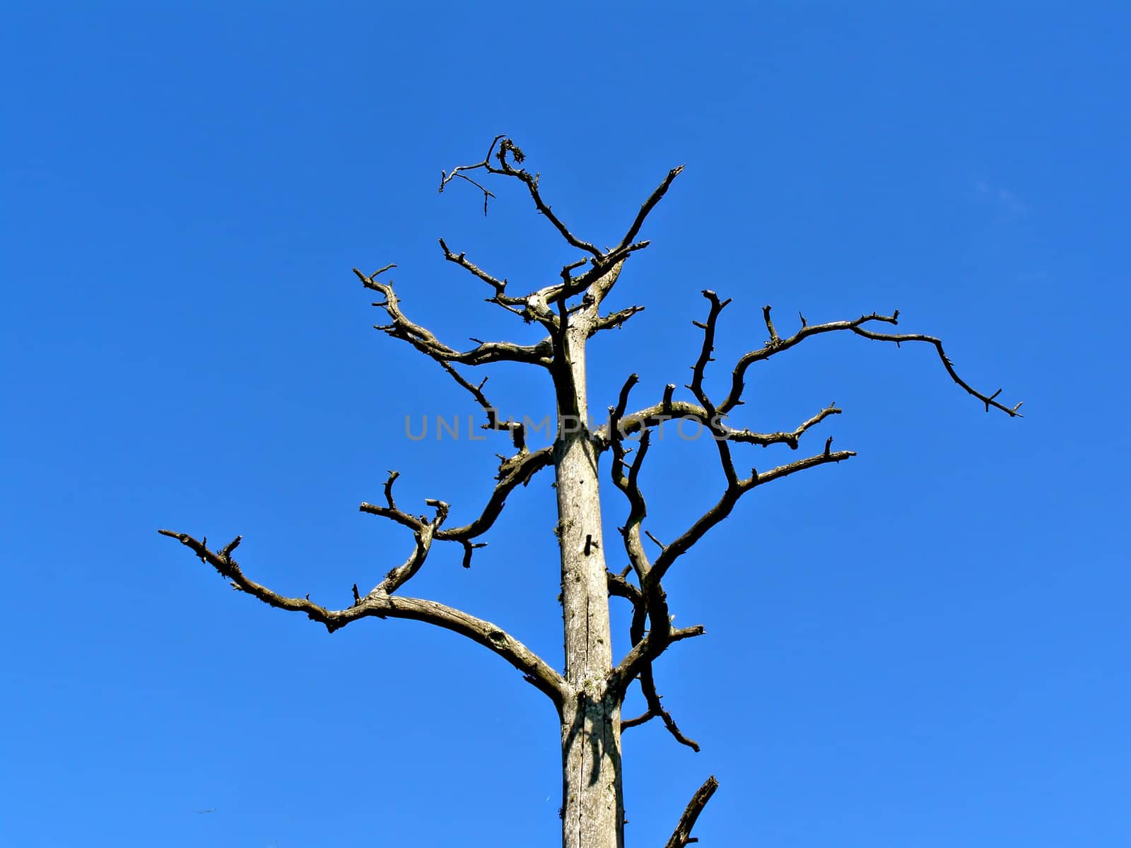 dry tree on background blue sky