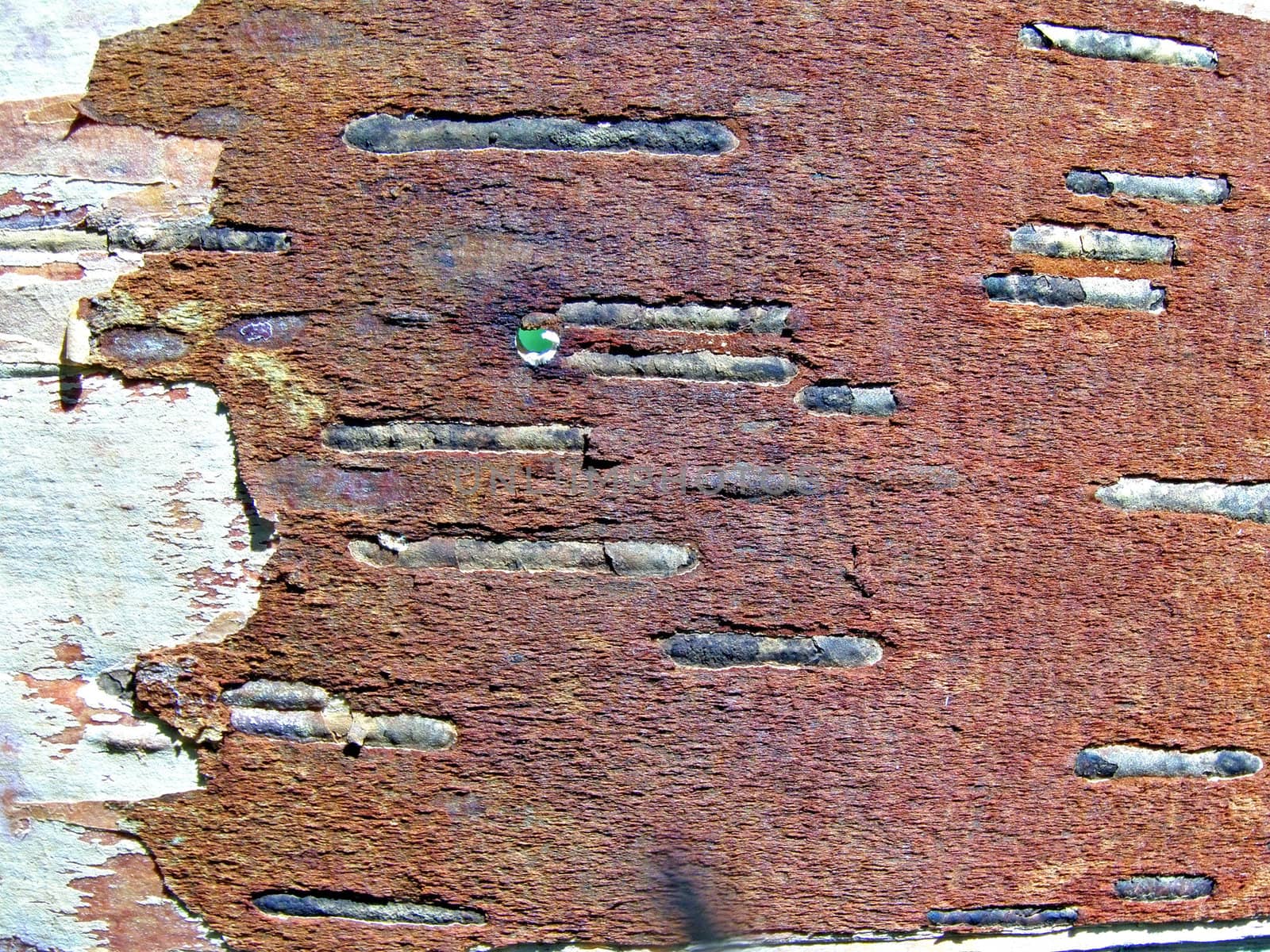 texture of the cortex of the birch