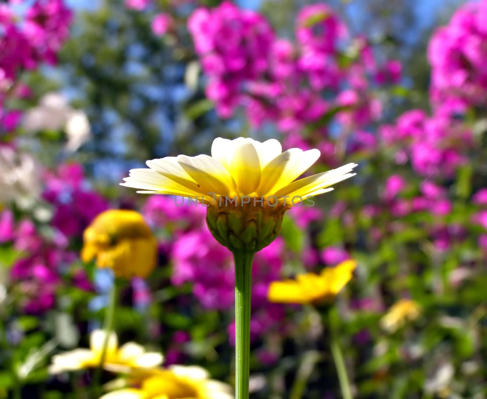 chrysanthemum