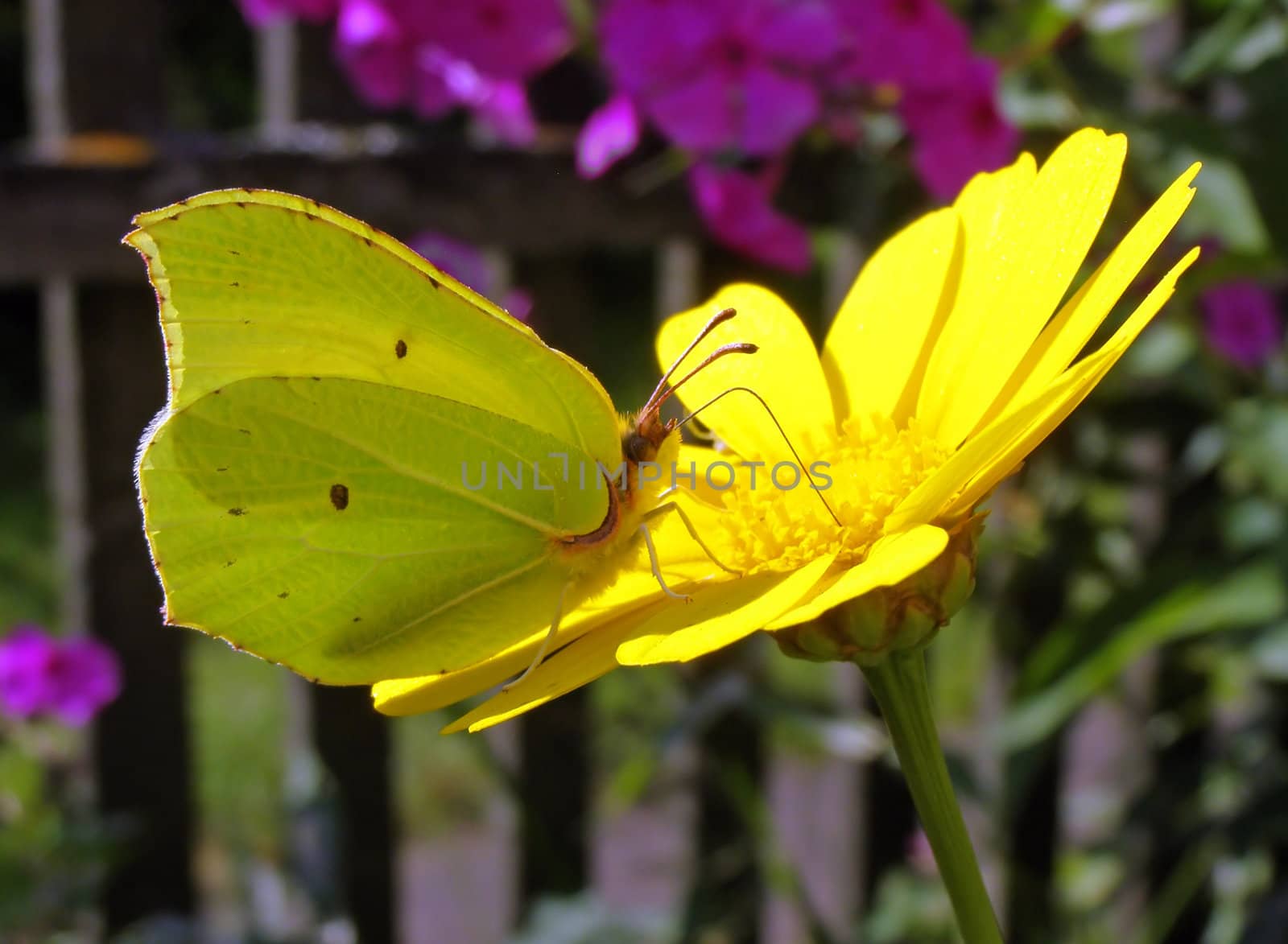 butterfly on flower