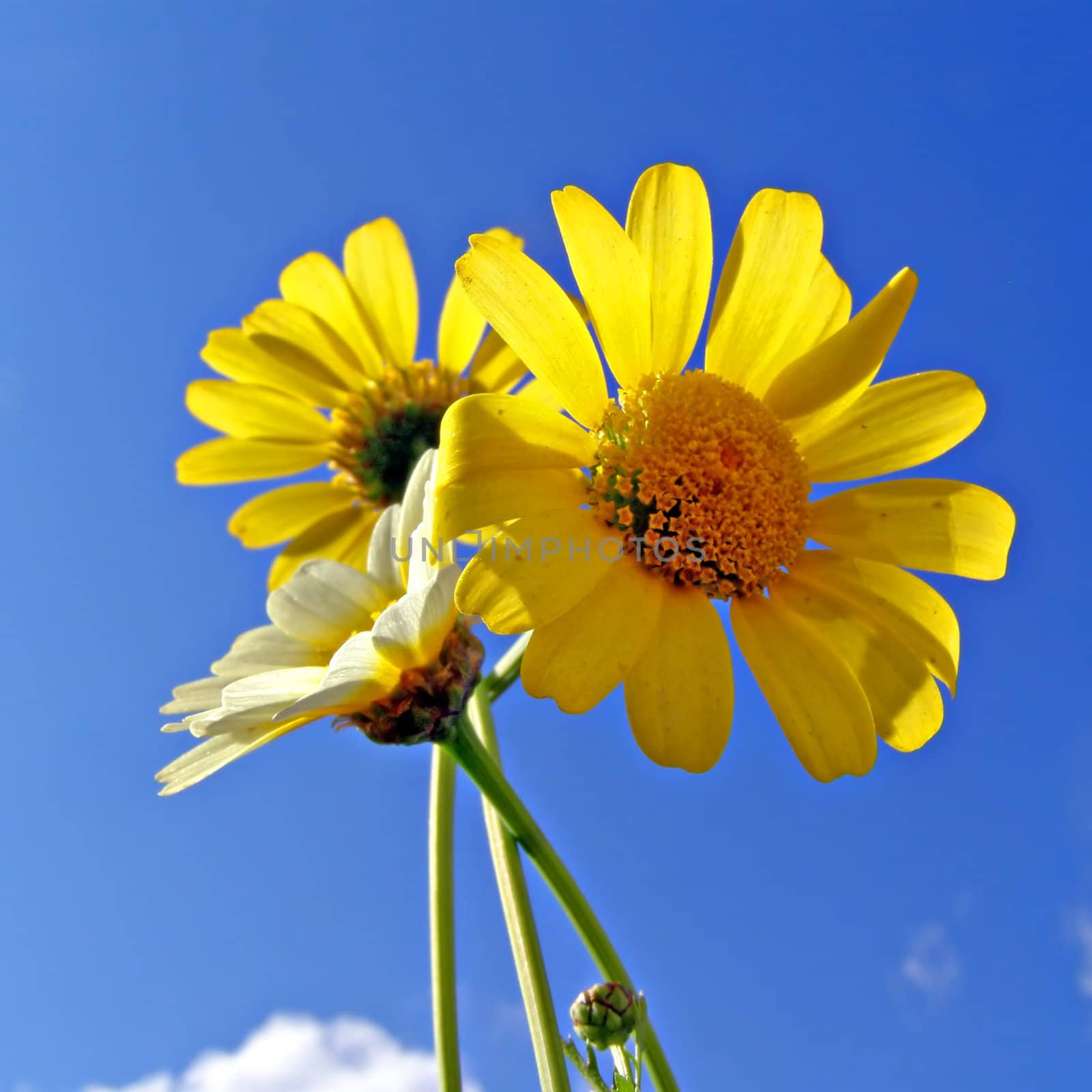 chrysanthemums on background blue sky