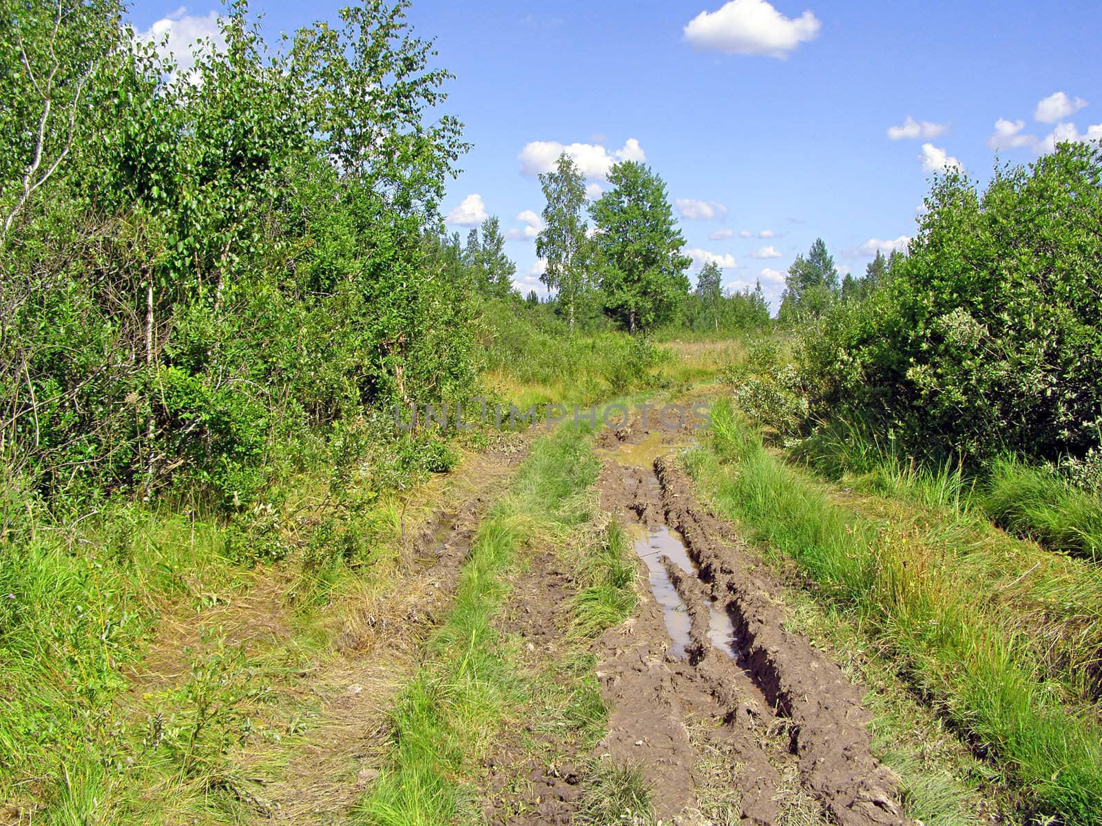 rural road in wood