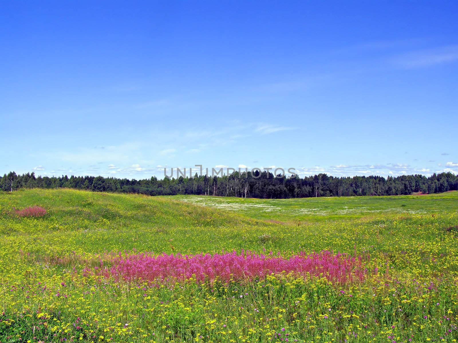 lilac flowers on field