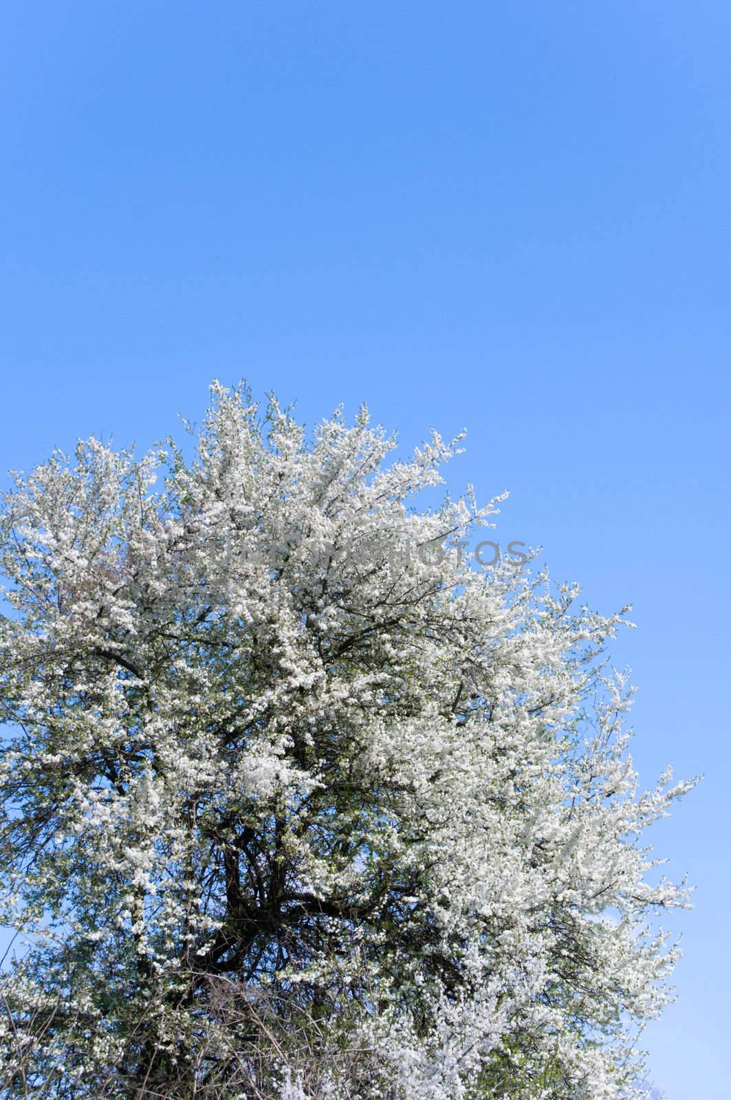 Cherry tree with blooming flowers against blue sky. Copy space