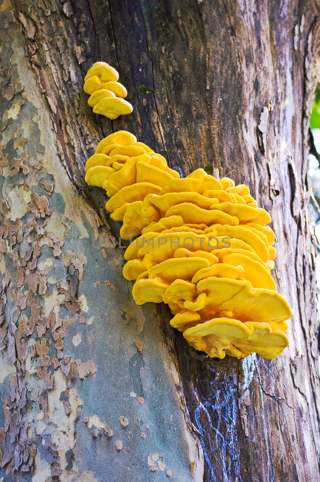 Close up shot of Laetiporus Sulphureus fungus growing on tree trunk