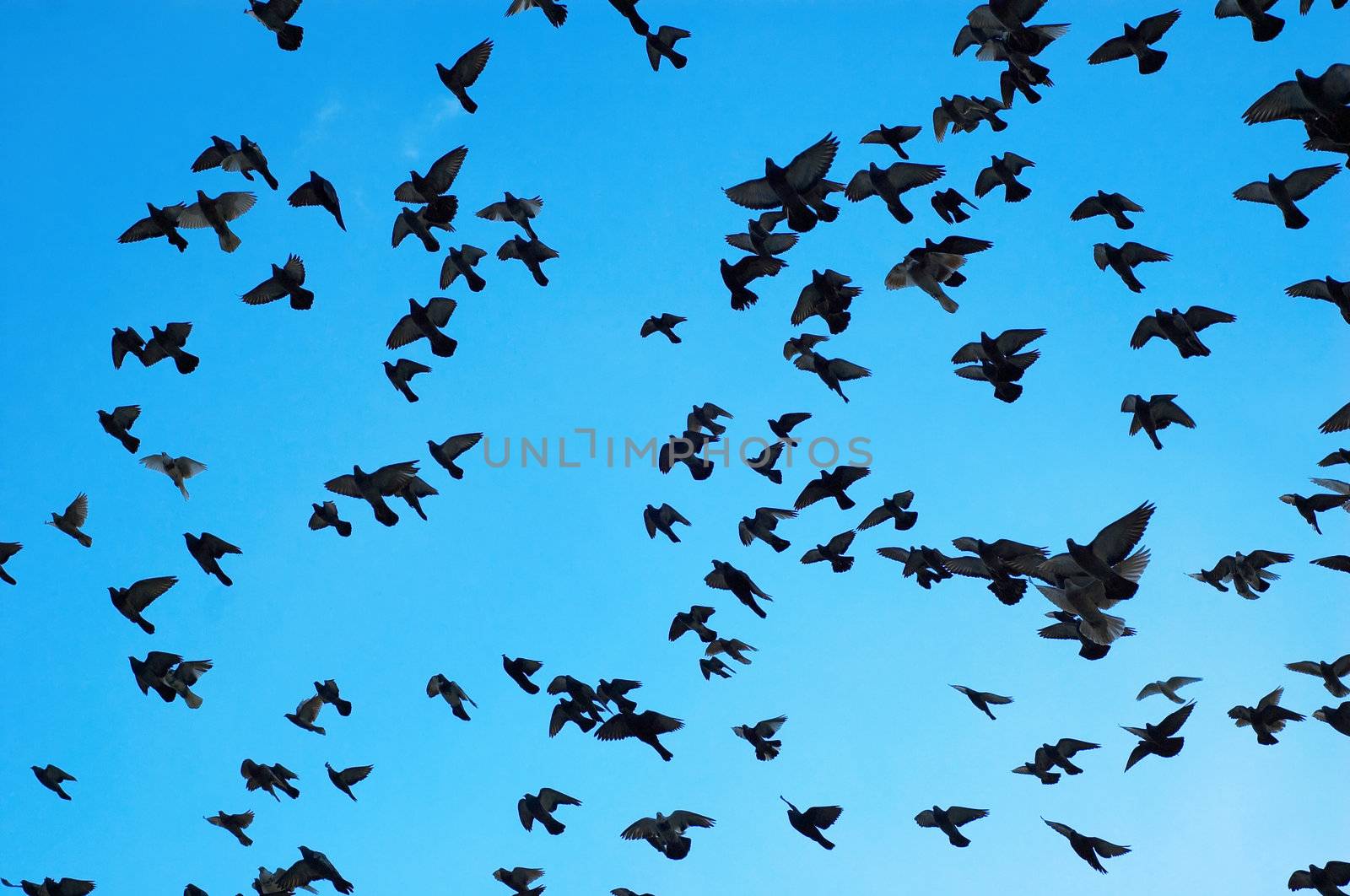 many flying pigeons on city sky background