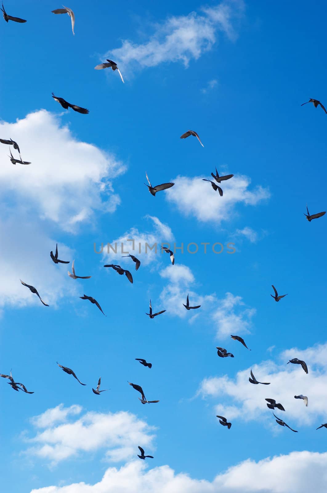 flying pigeons by starush