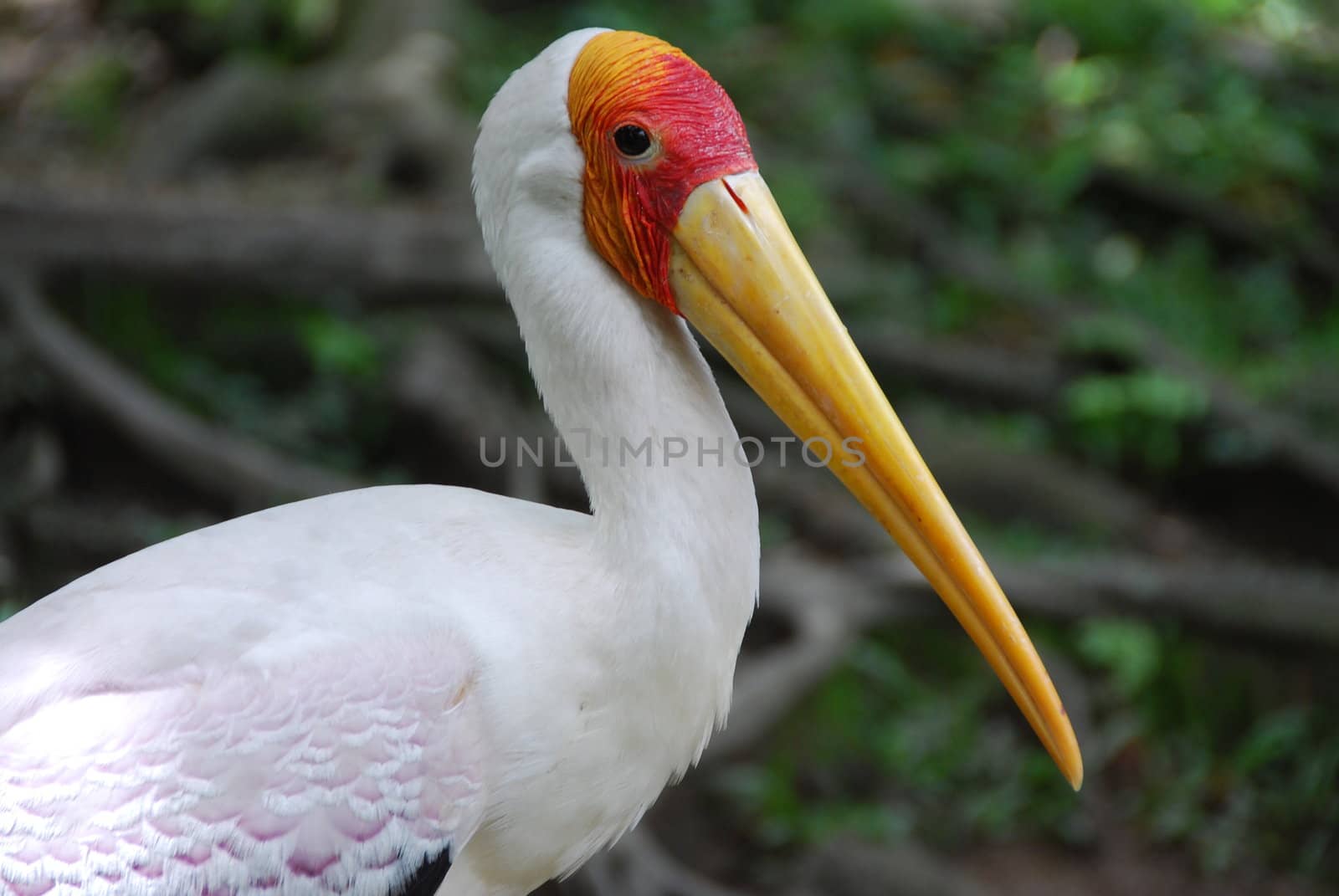 Close-up of a painted stork at a zoo