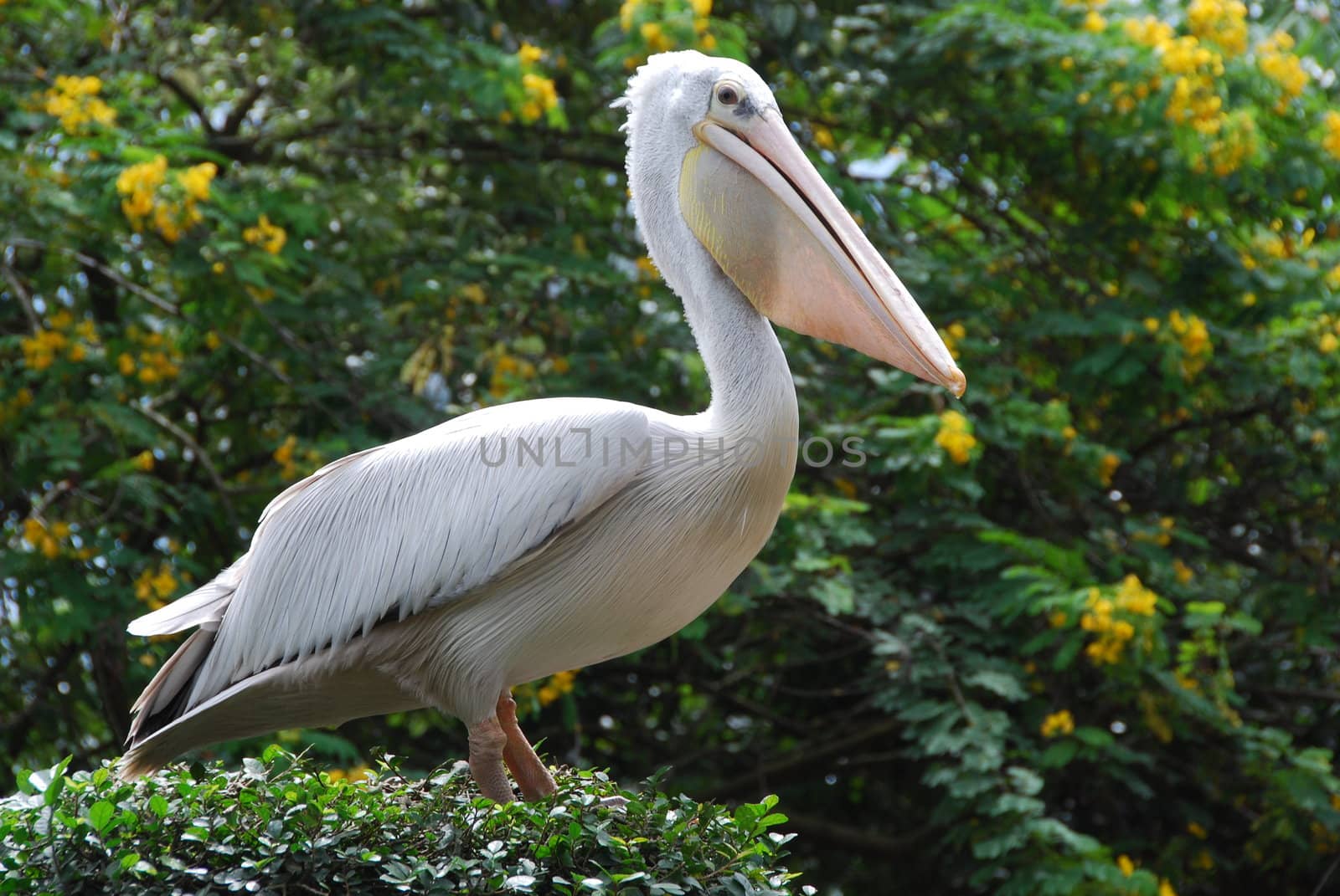 Close-up of a pelican at a zoo