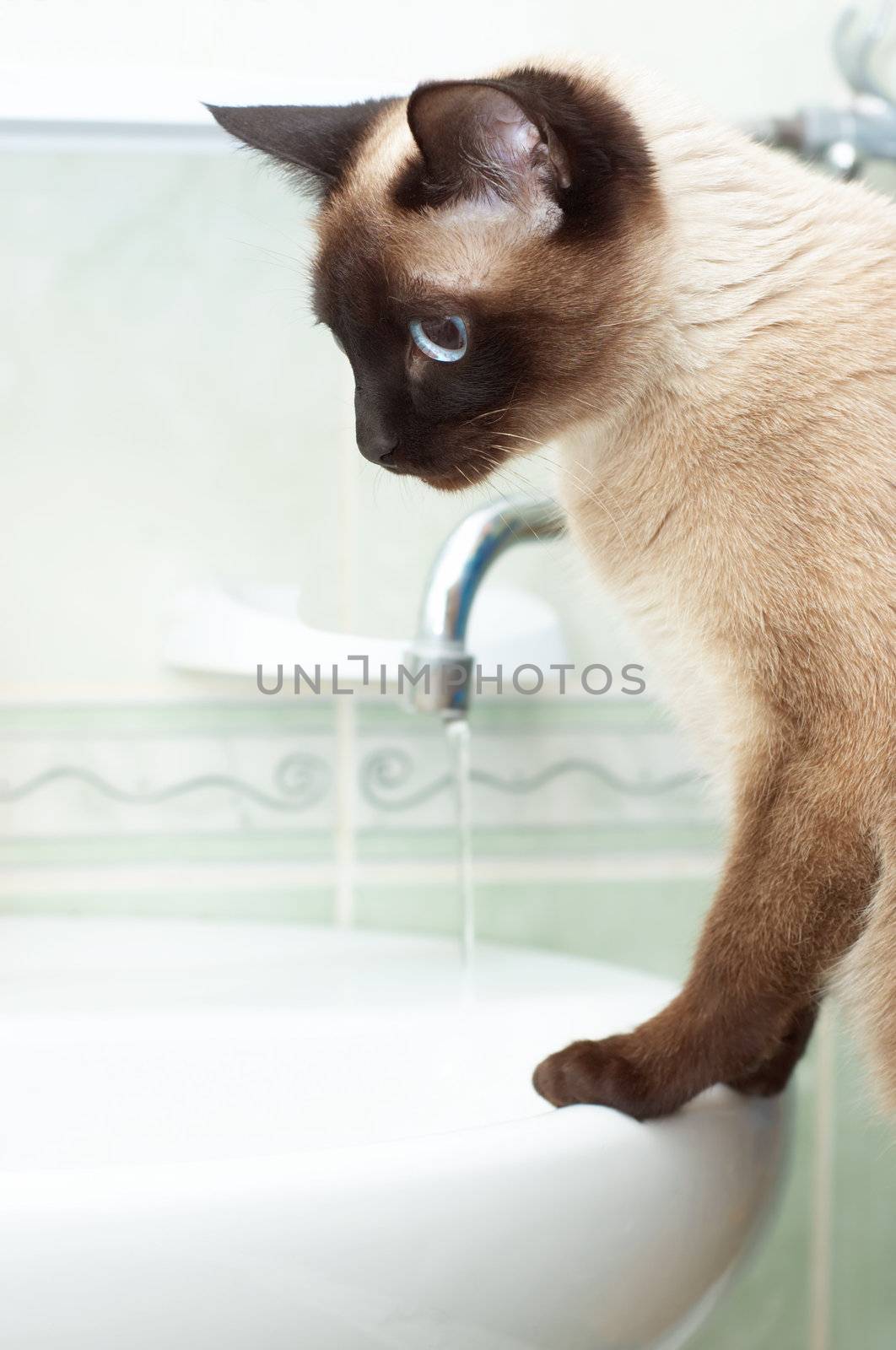 thirsty siamese cat in bathroom by starush