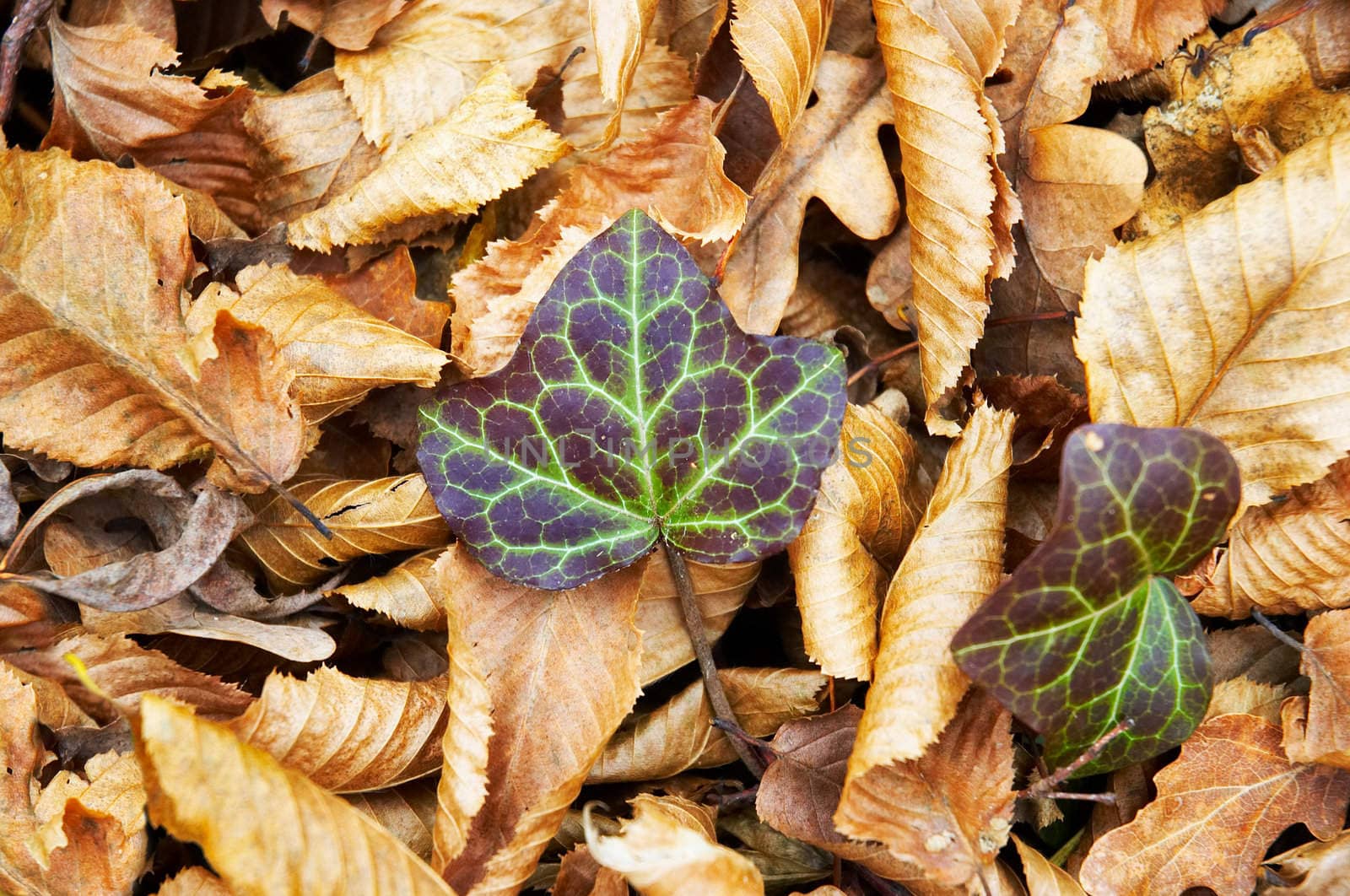 ivy grows thru fallen autumn tree leaves