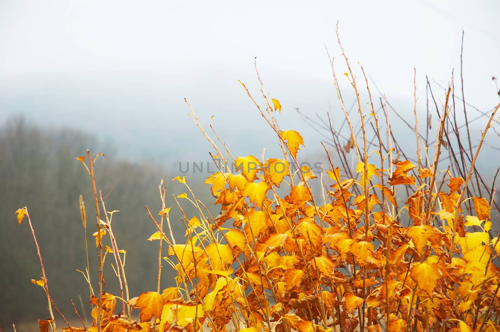 bright yellow leaves on bush, misty backgrownd