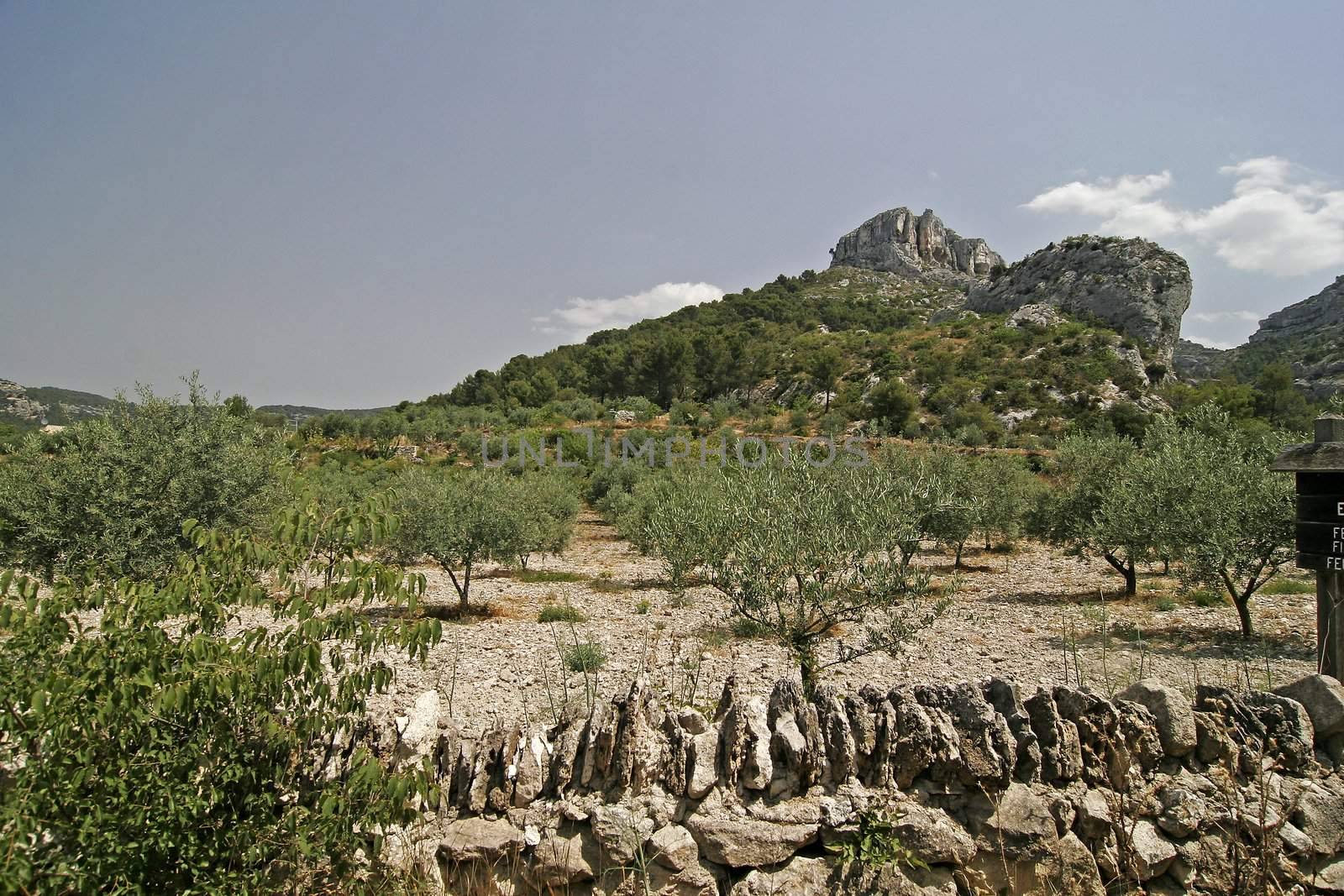Montagne de Vaucluse, Olivenbäume, Olea europaea, Olive trees, mountain, landscape in the Provence, Southern France