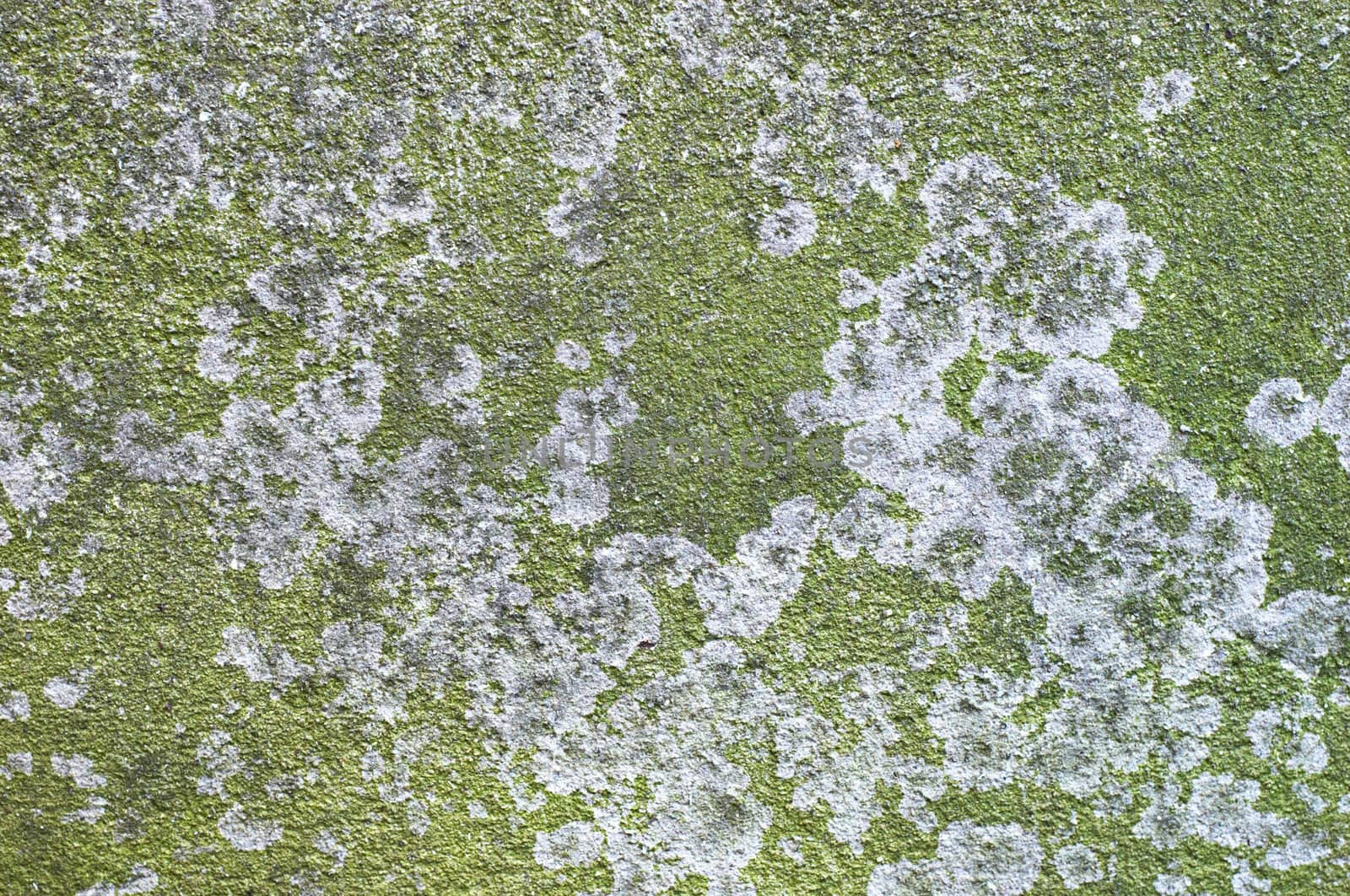 Green lichen on concrete slab. Grunge background. by starush