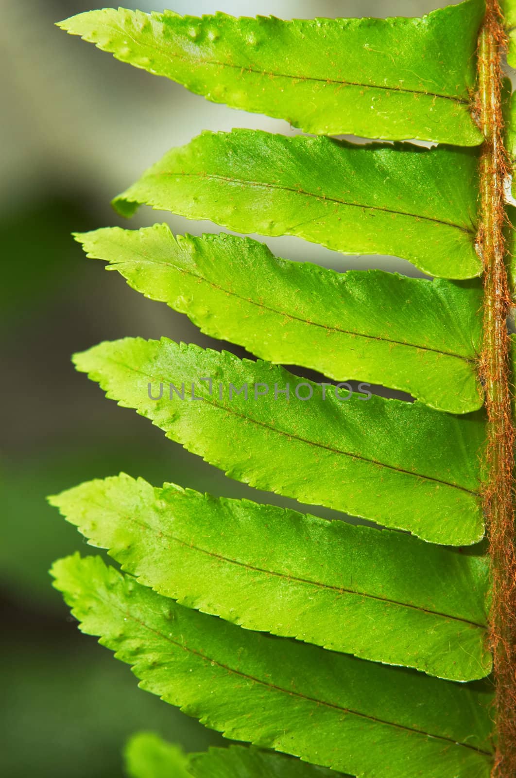 Fern's frond macro closeup. Extremely shallow DOF.