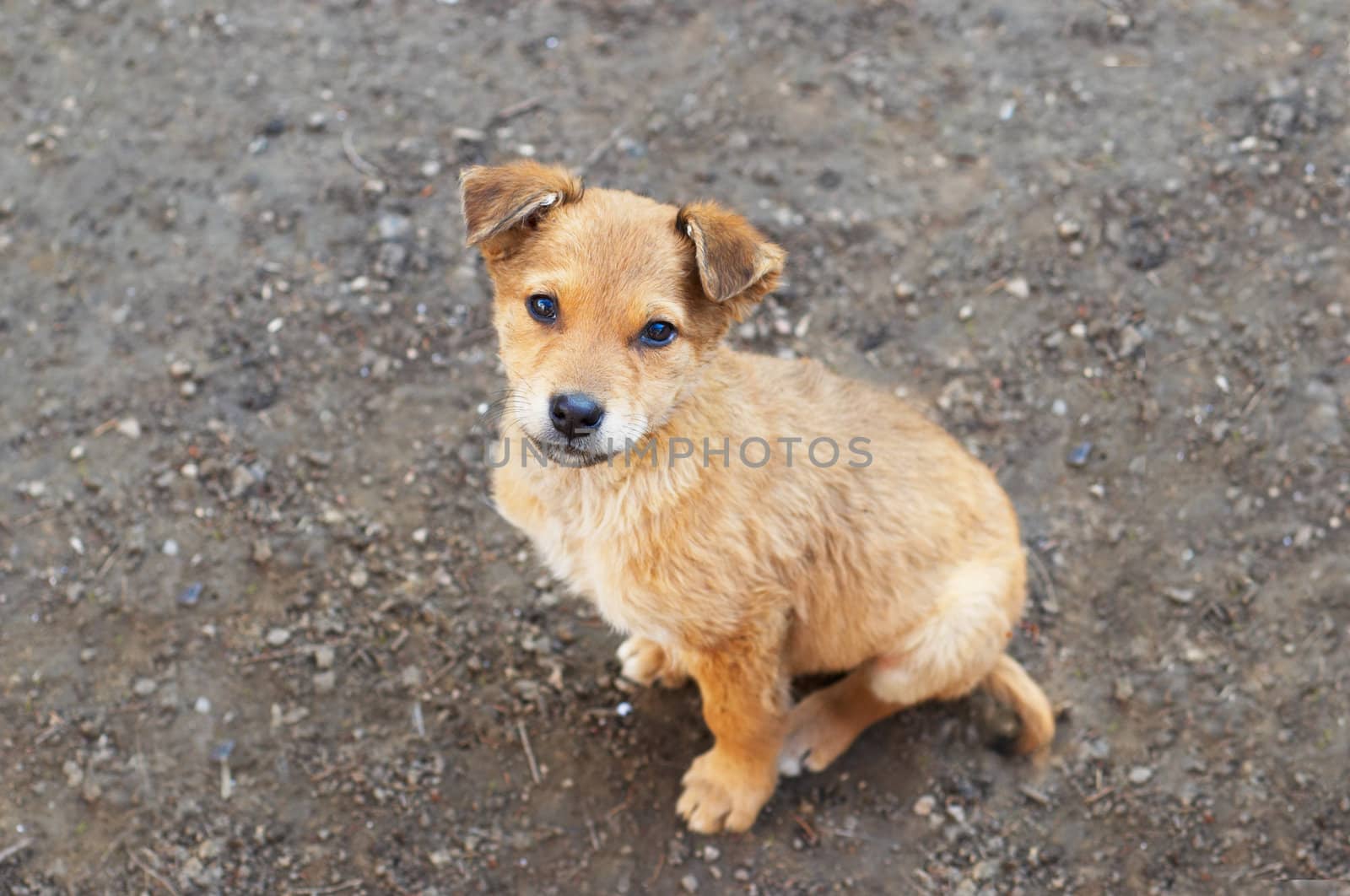 Stray puppy sitting at the ground. Shallow DOF.