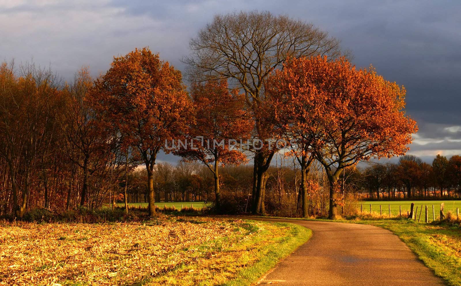  country road to some nice colored autumn trees  with dark clouds in a rural environment 
