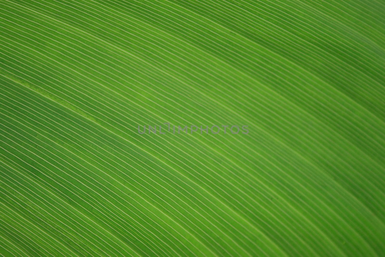 Macro of texture of leaf useful in design.
