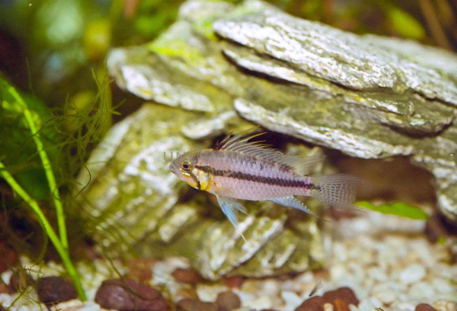 Apistogramma cacatuoides by melastmohican
