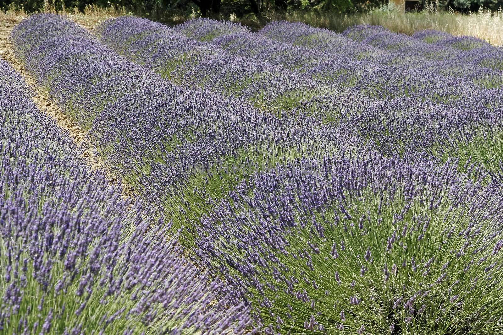 Lavender fields in the Provence by Natureandmore