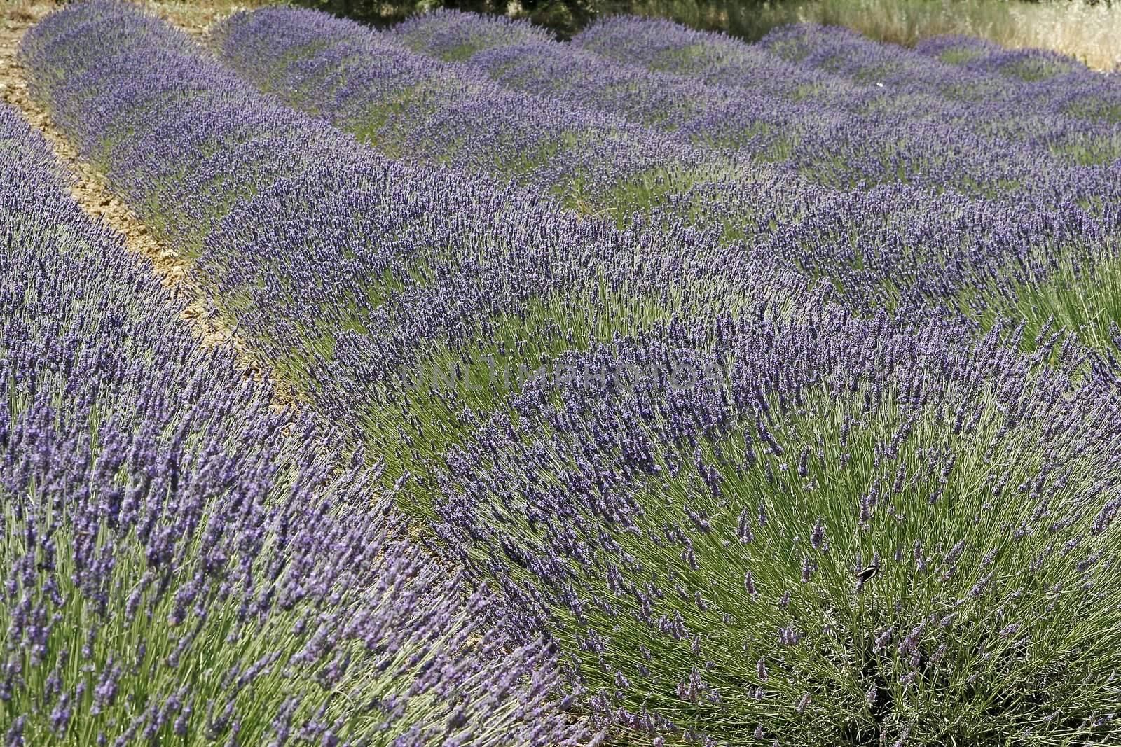 Lavender fields near Rustrel, Luberon, Provence, South France. Bei Rustrel, Lavendelfelder, Provence.