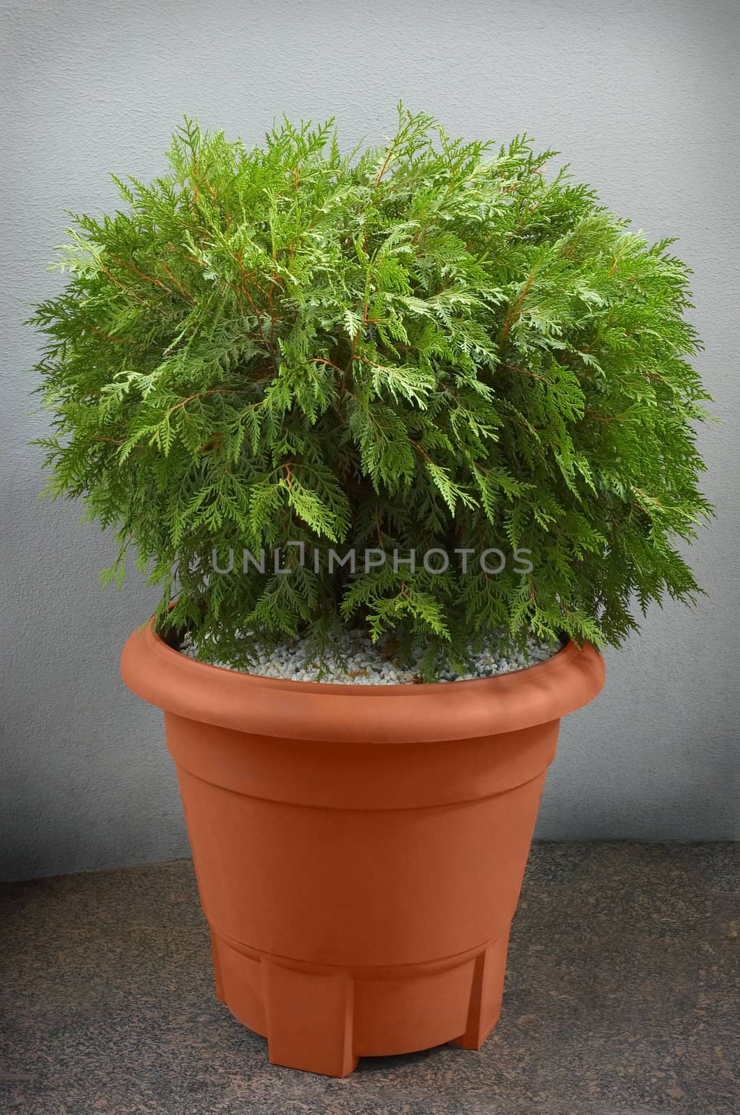 small green thuya tree in brown plastic pot