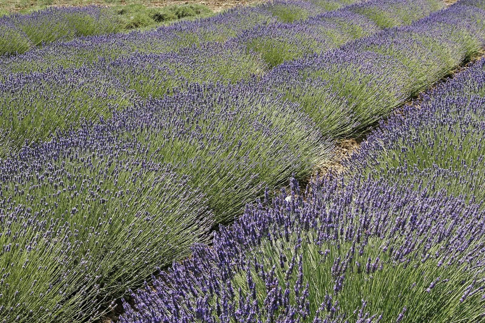 Lavender fields near Rustrel, Luberon, Provence, South France. Bei Rustrel, Lavendelfelder, Provence.