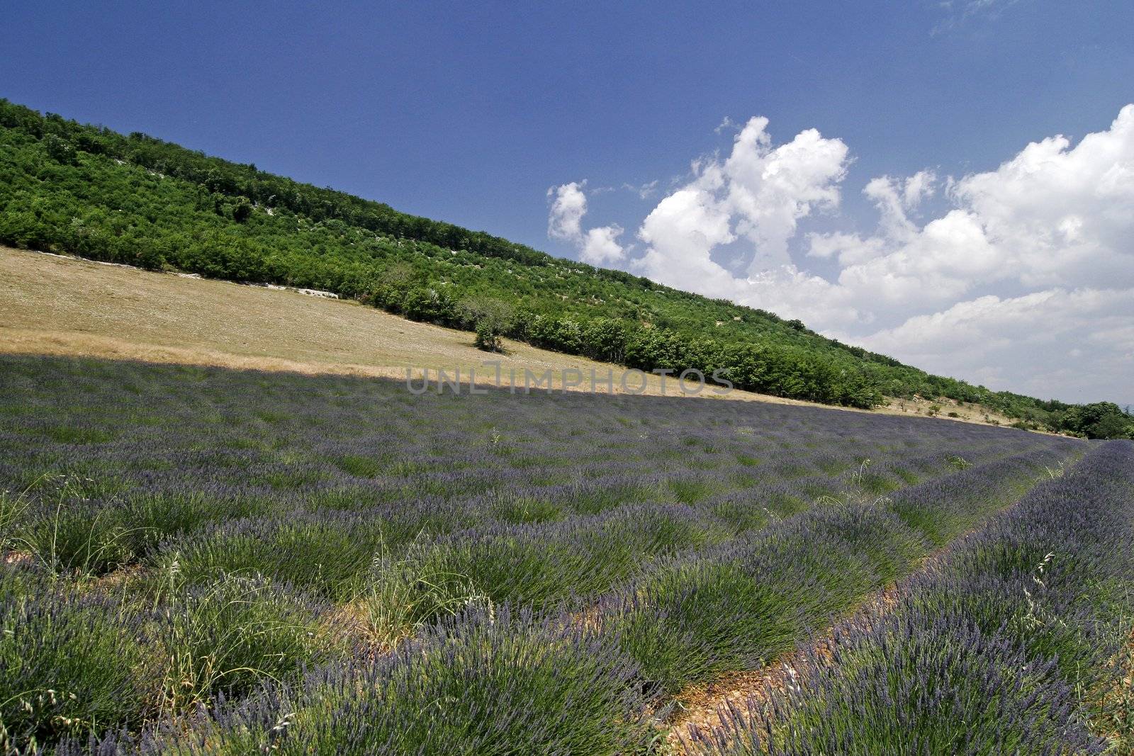 Lavender fields near Sault, Luberon, Provence, South France. Bei Sault, Lavendelfelder, Provence.