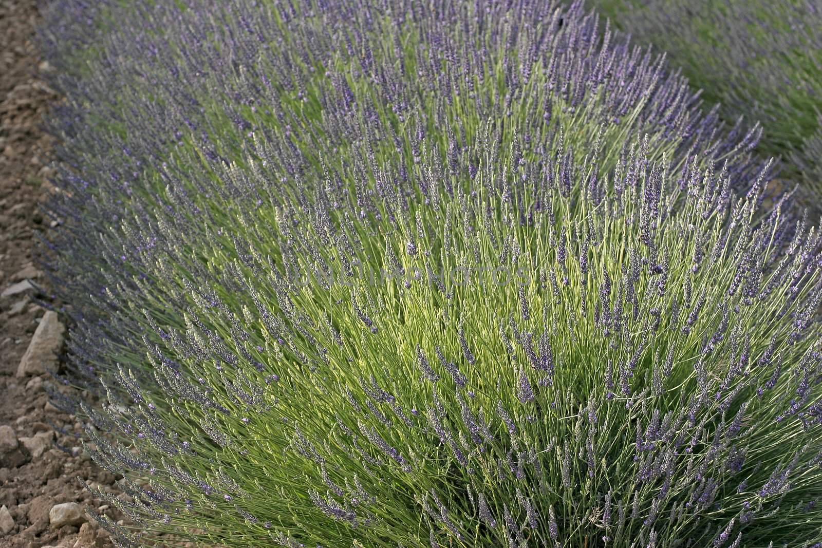 Lavender fields near Murs, Luberon, Provence, South France. Bei Murs, Lavendelfelder, Provence.