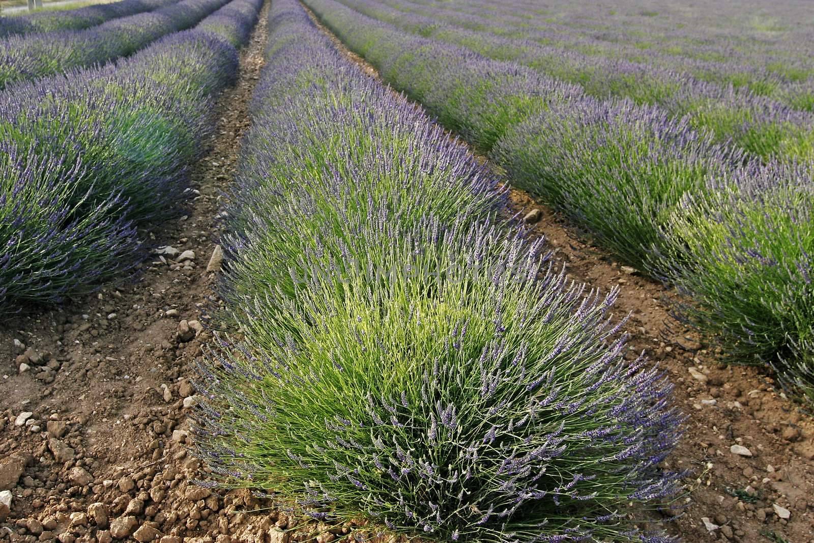 Lavender fields near Murs, Luberon, Provence, South France. Bei Murs, Lavendelfelder, Provence.