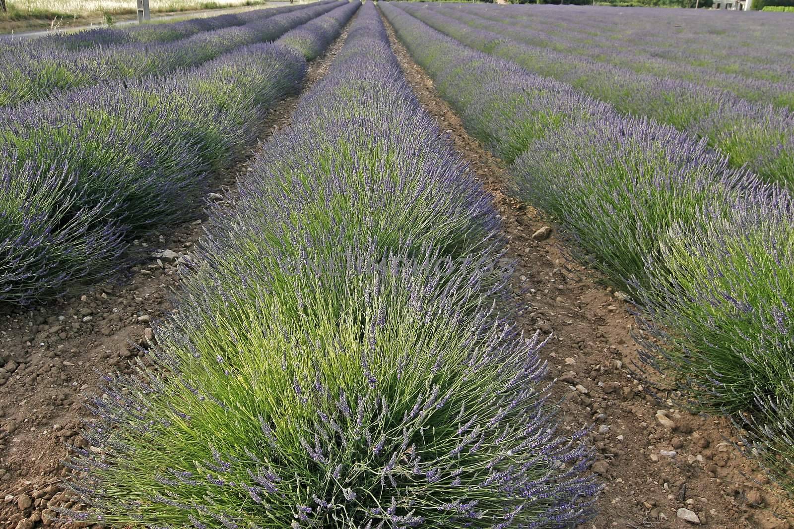 Lavender fields near Murs, Luberon, Provence, South France. Bei Murs, Lavendelfelder, Provence.