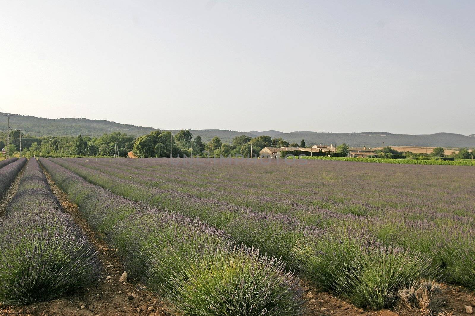 Lavender fields in the Provence by Natureandmore