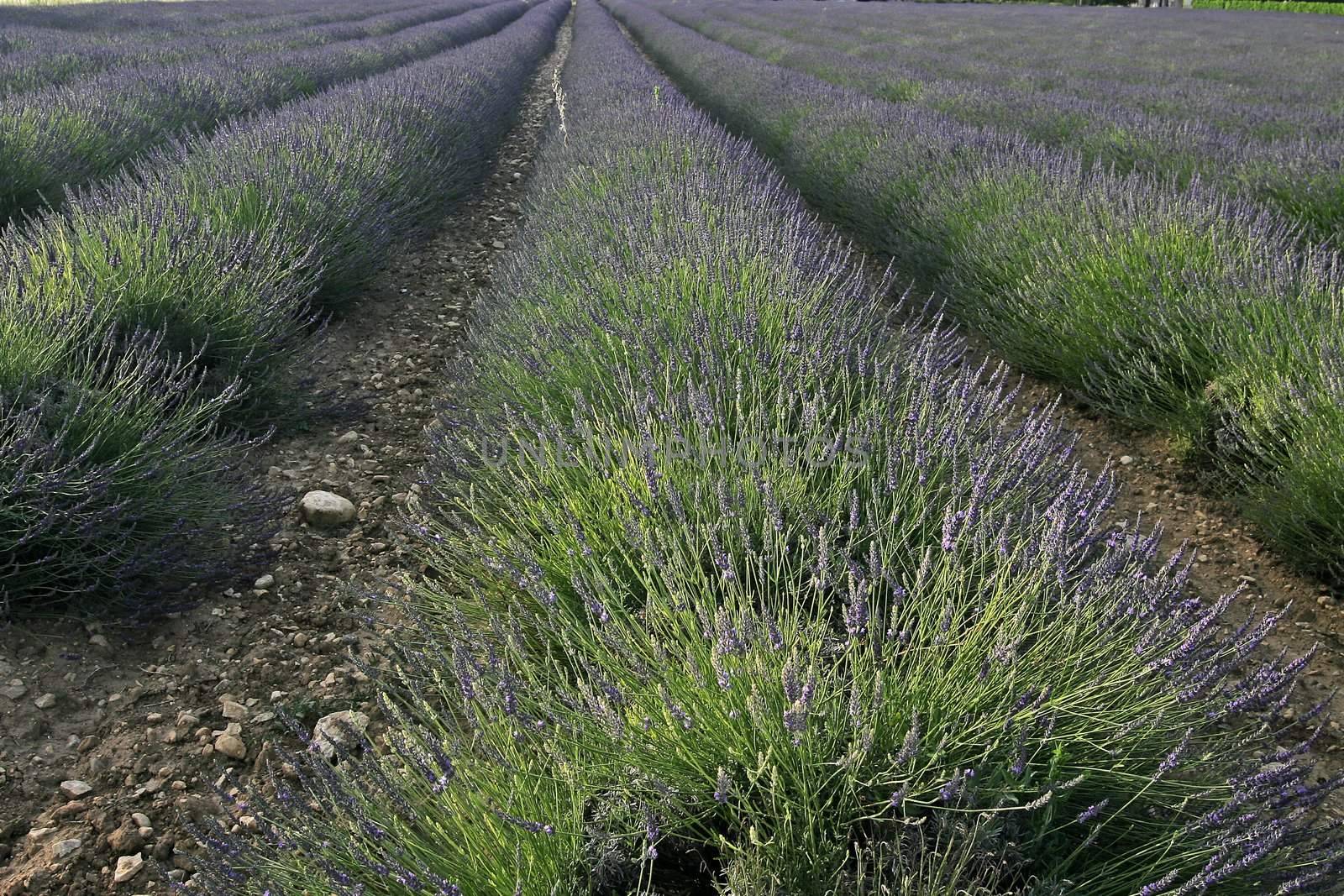 Lavender fields near Murs, Luberon, Provence, South France. Bei Murs, Lavendelfelder, Provence.