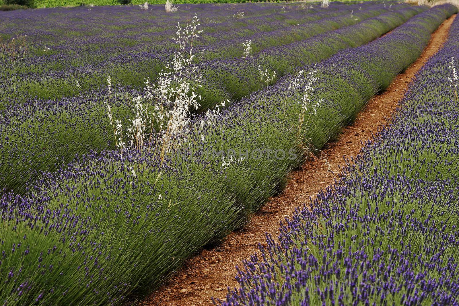 Lavender fields near St-Saturnin-les-Apt, Luberon, Provence, South France. Bei St-Saturnin-les-Apt, Lavendelfelder, Provence.