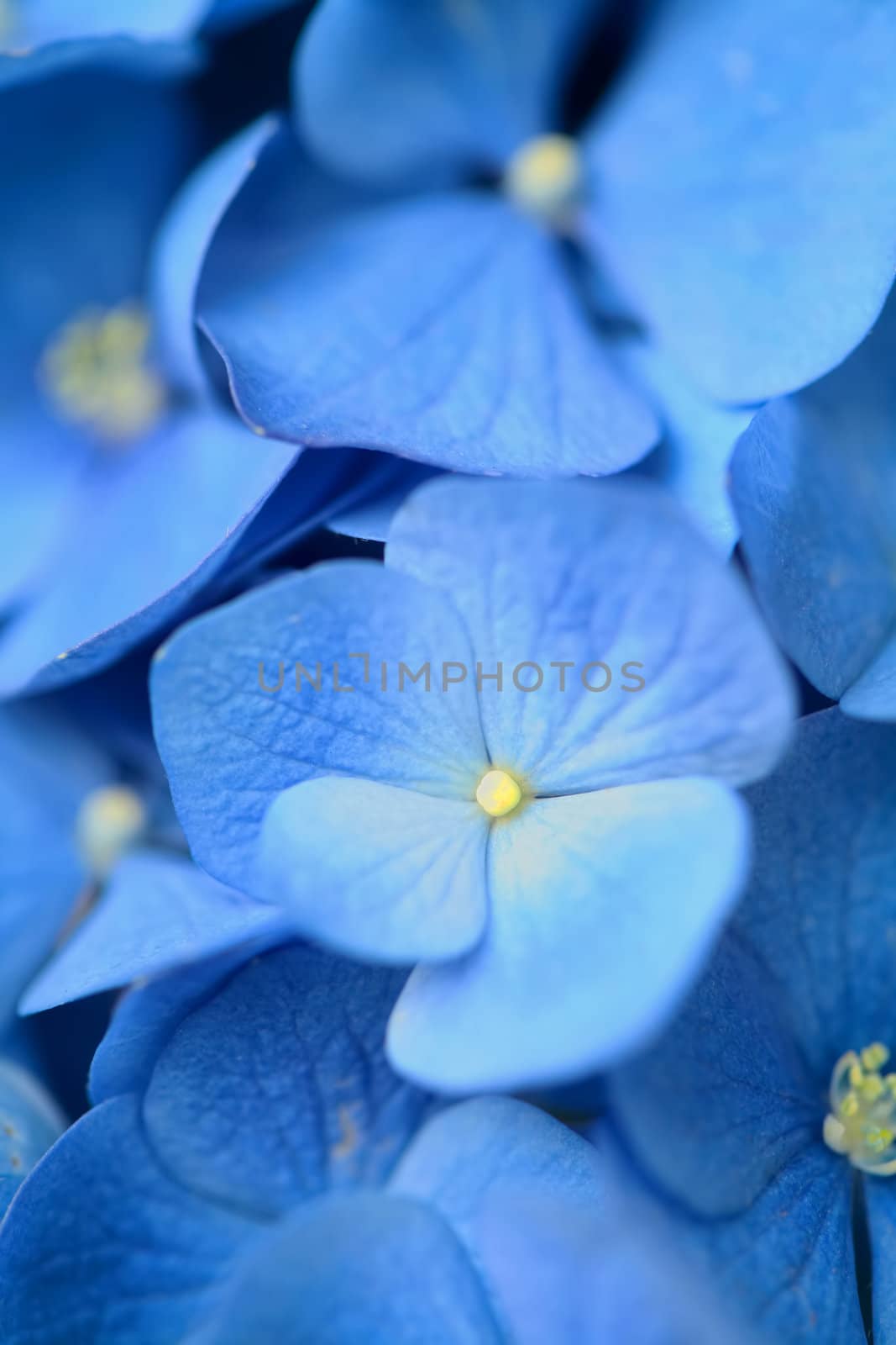 Close up of blue hydrangea flower
