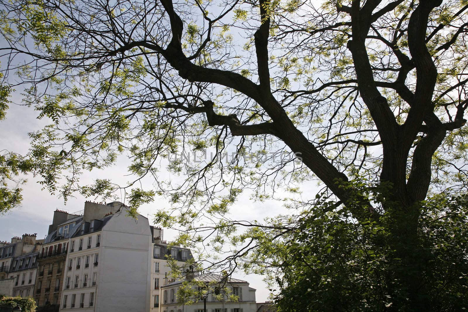 Springtime Paris by ABCDK