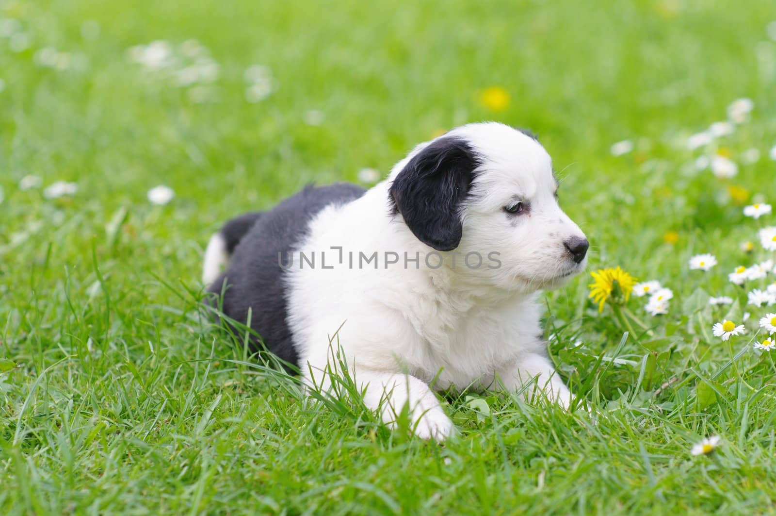 cute puppies in the meadow in spring time