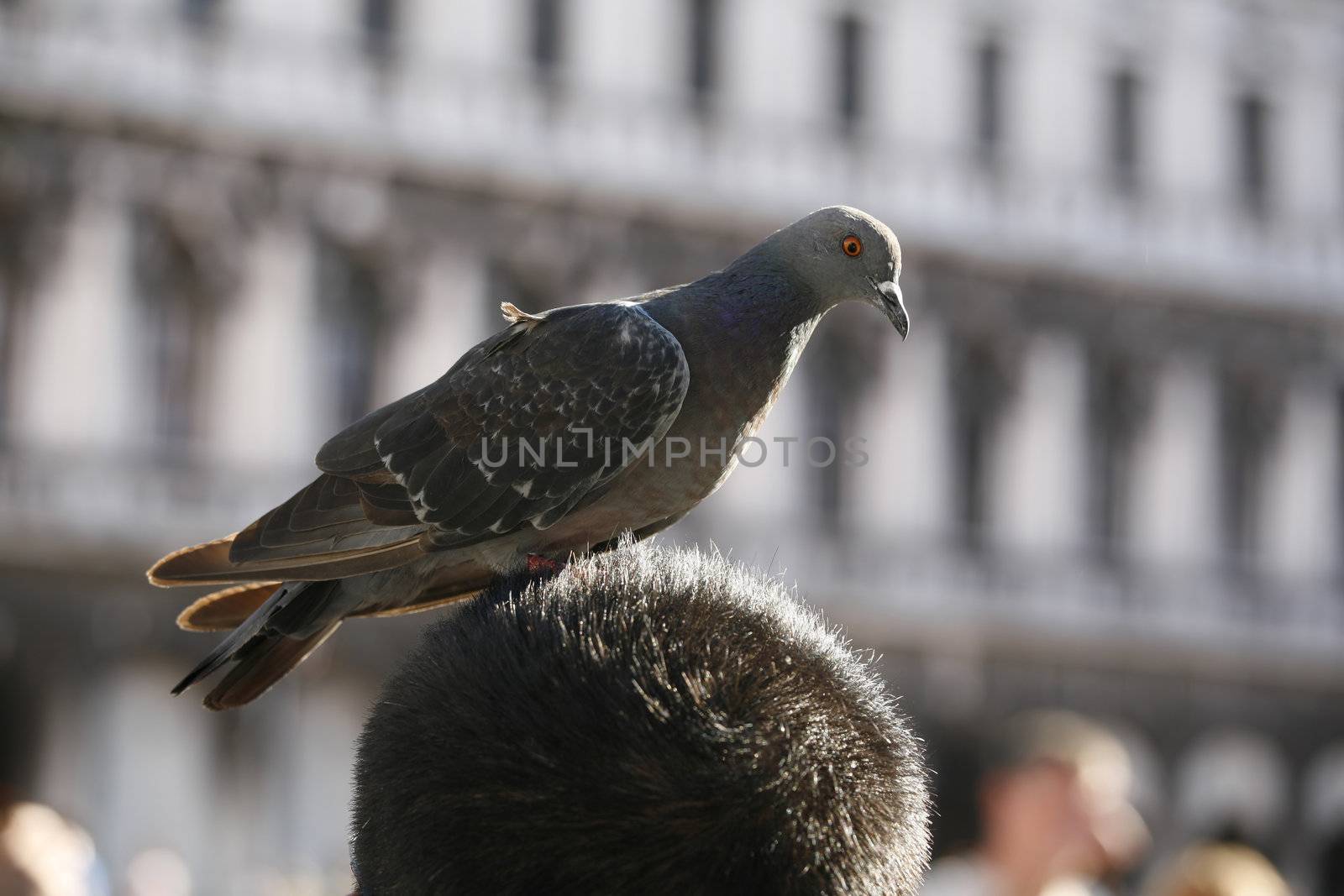 St. Marks Square - Venice by ABCDK