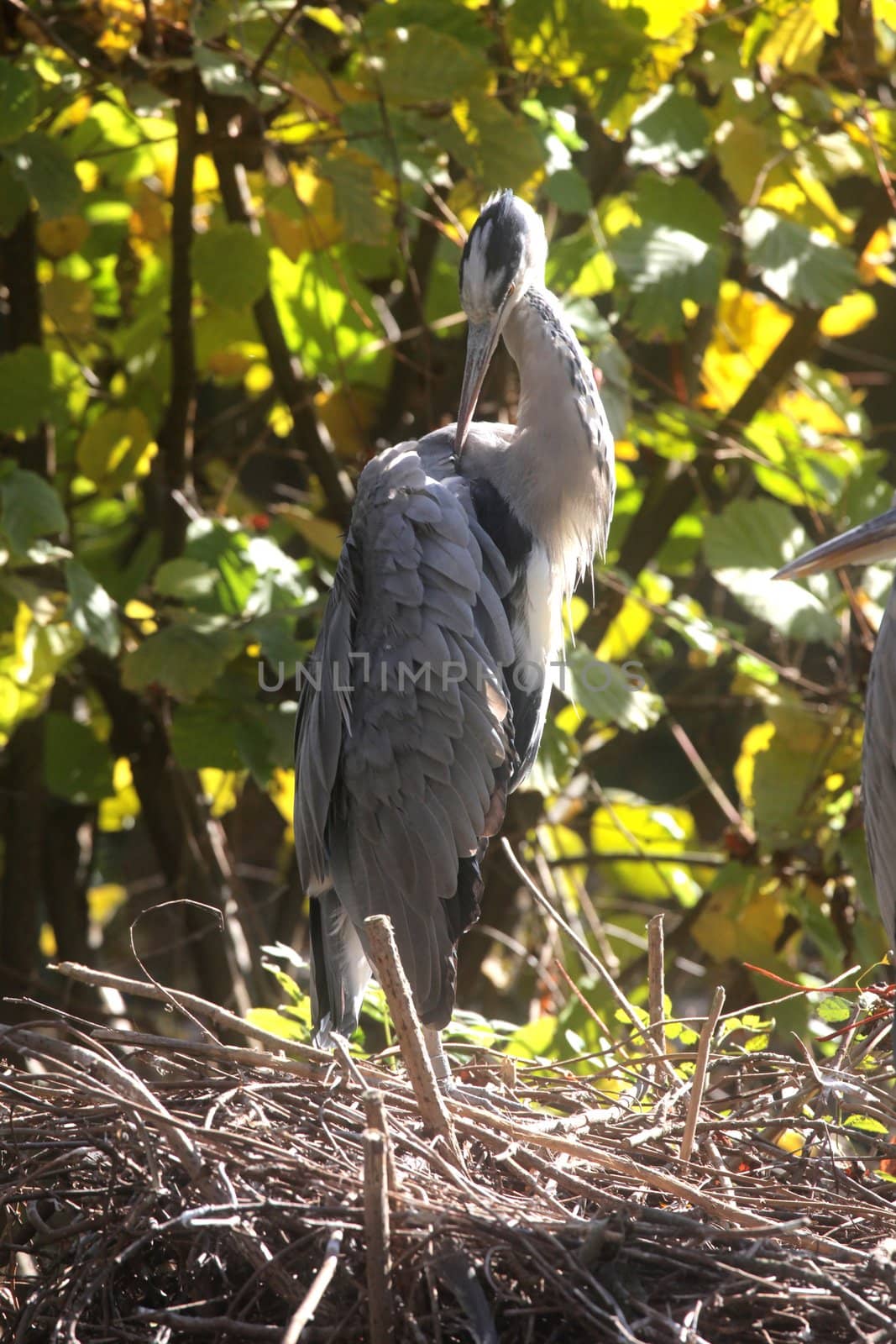 Gray Heron in Autumn by atlas