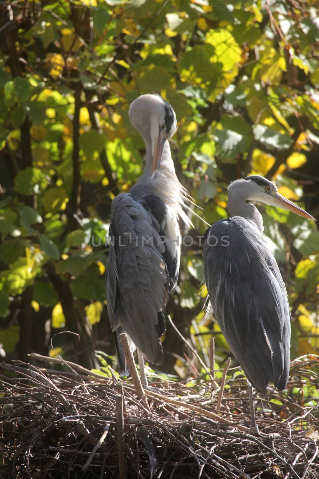 Gray Heron in Autumn